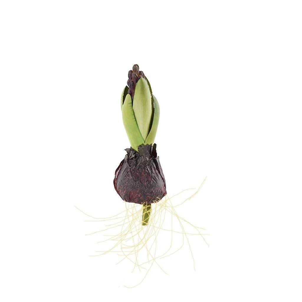 Hyacinth with Bulb