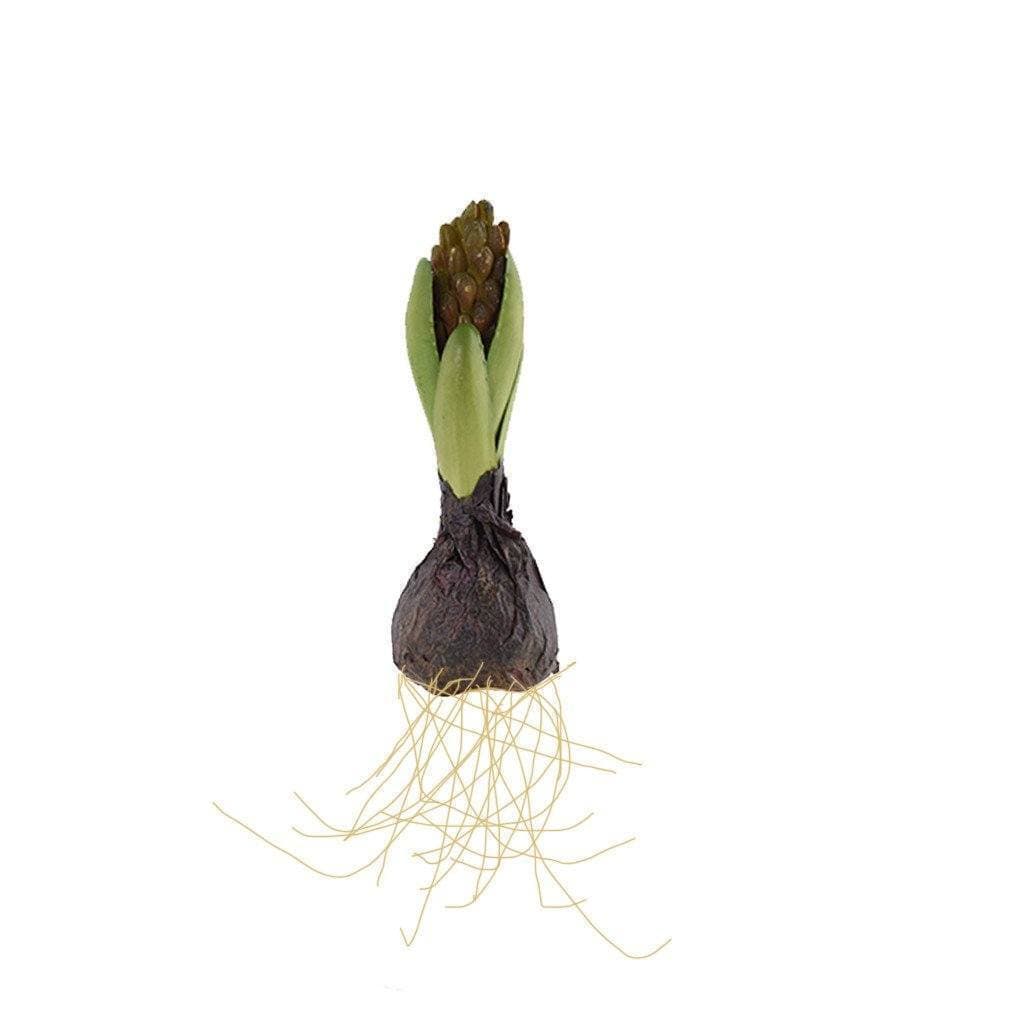 Hyacinth with Bulb
