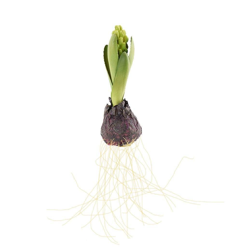 Hyacinth with Bulb