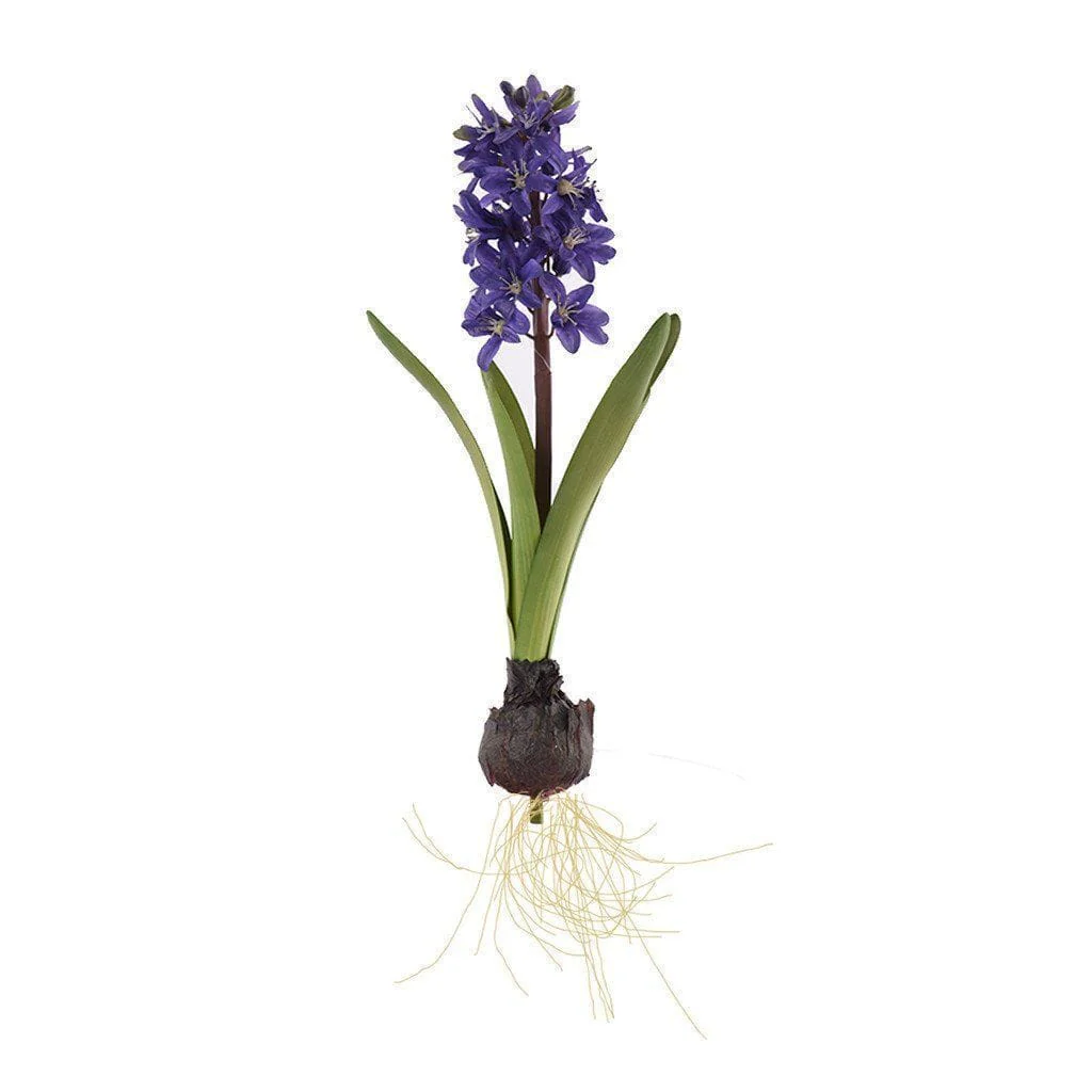 Hyacinth with Bulb