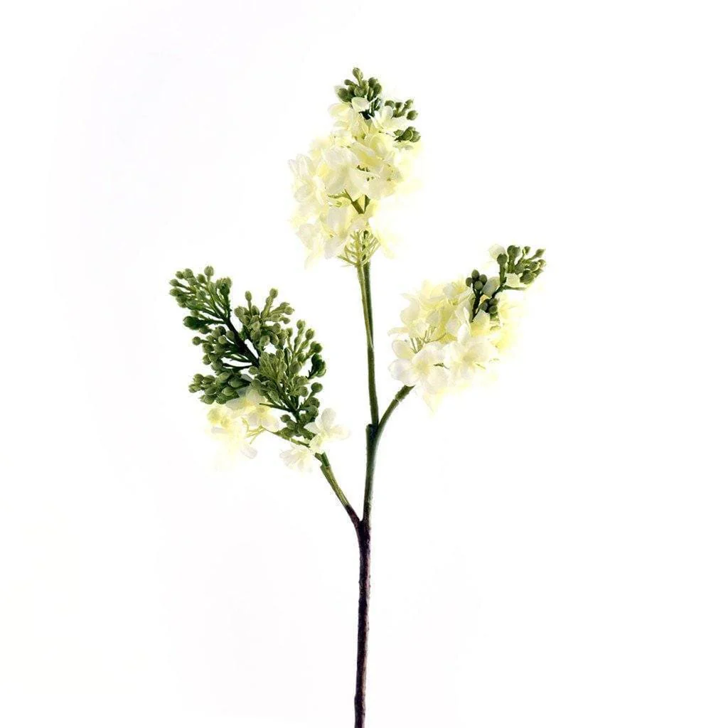 Hybrid Lilac