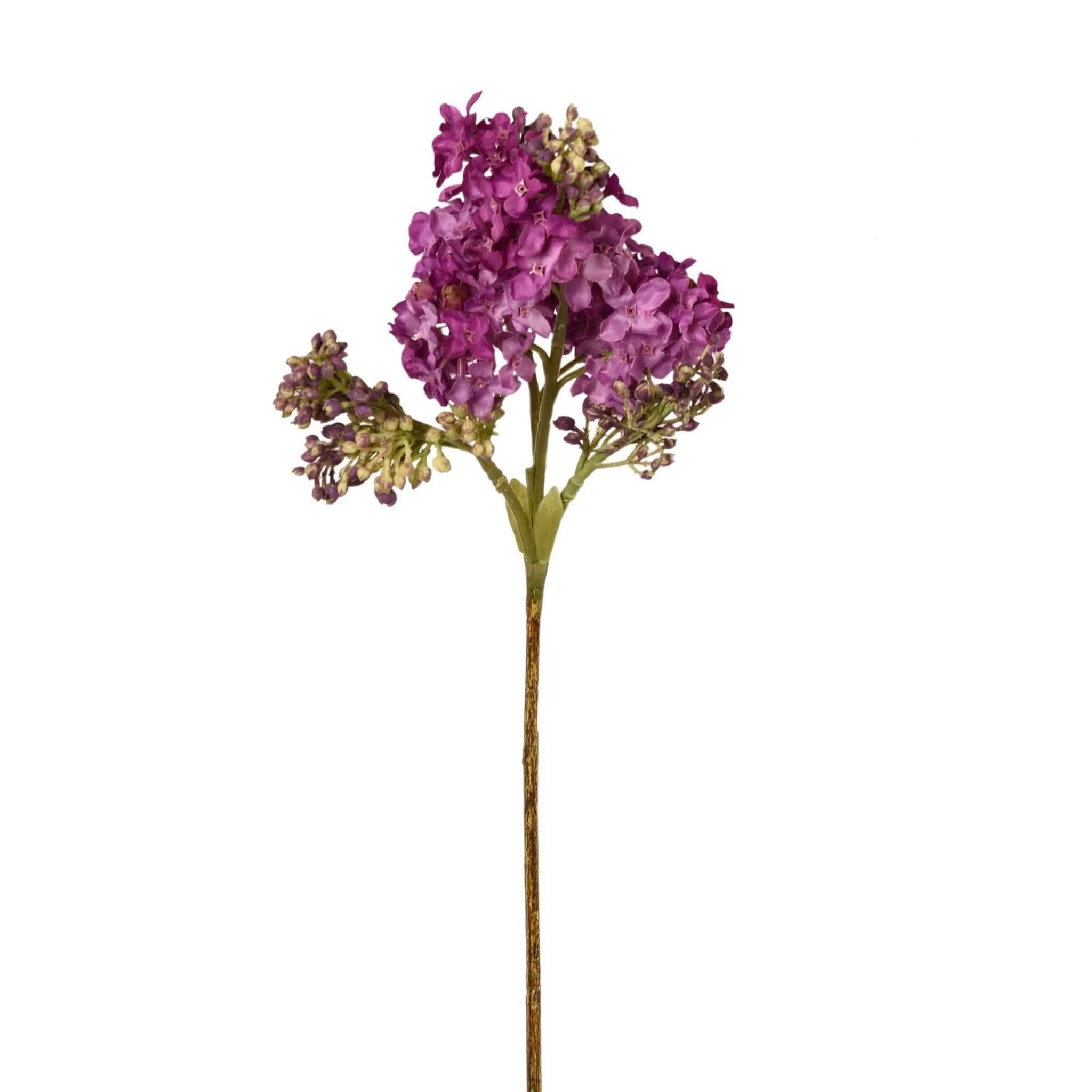 Hybrid Lilac - Image 2