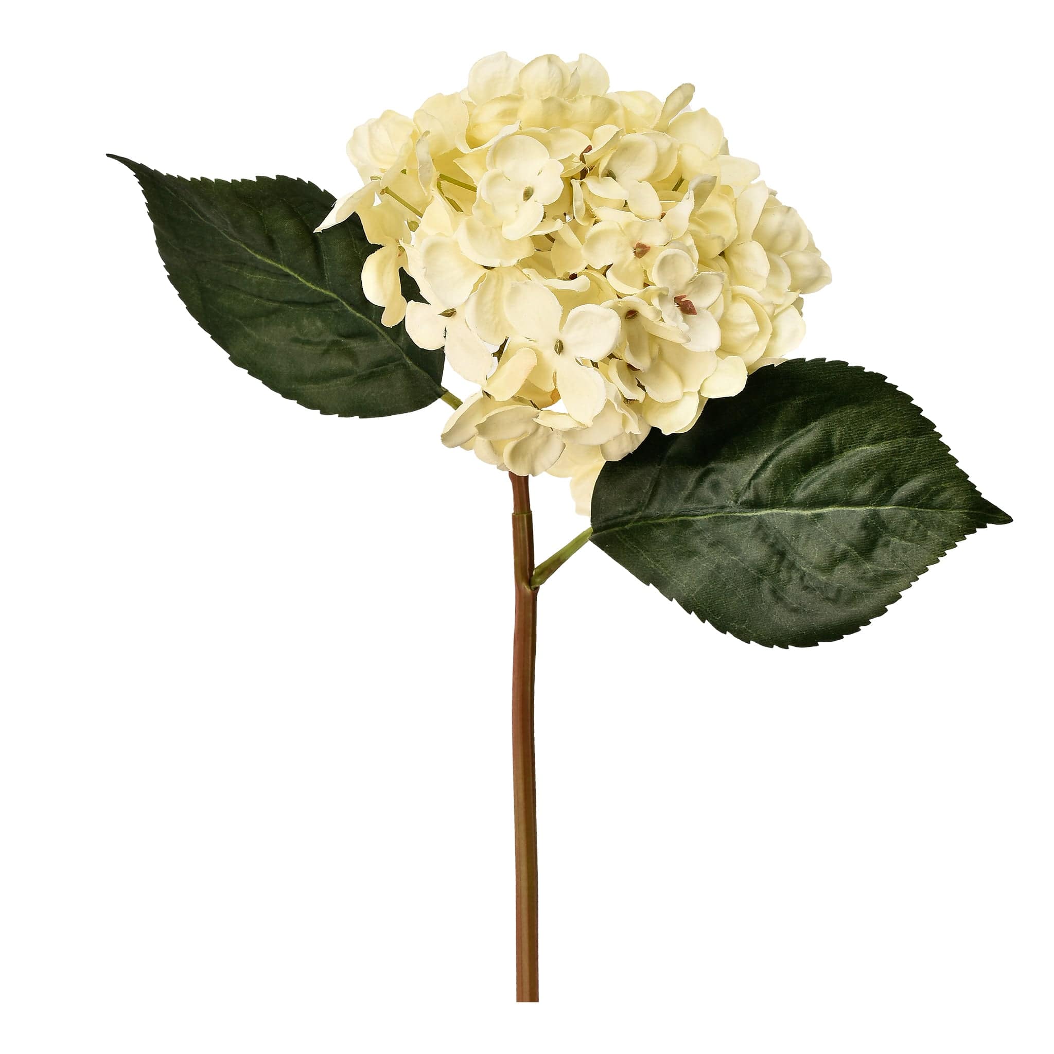 Hydrangea