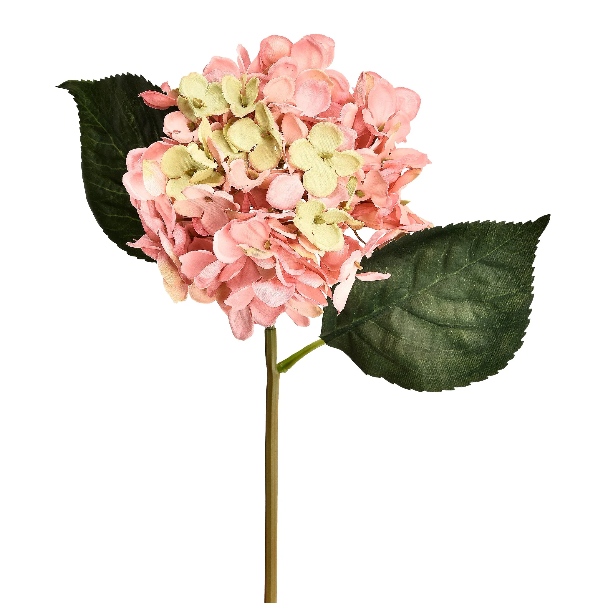Hydrangea - Image 3