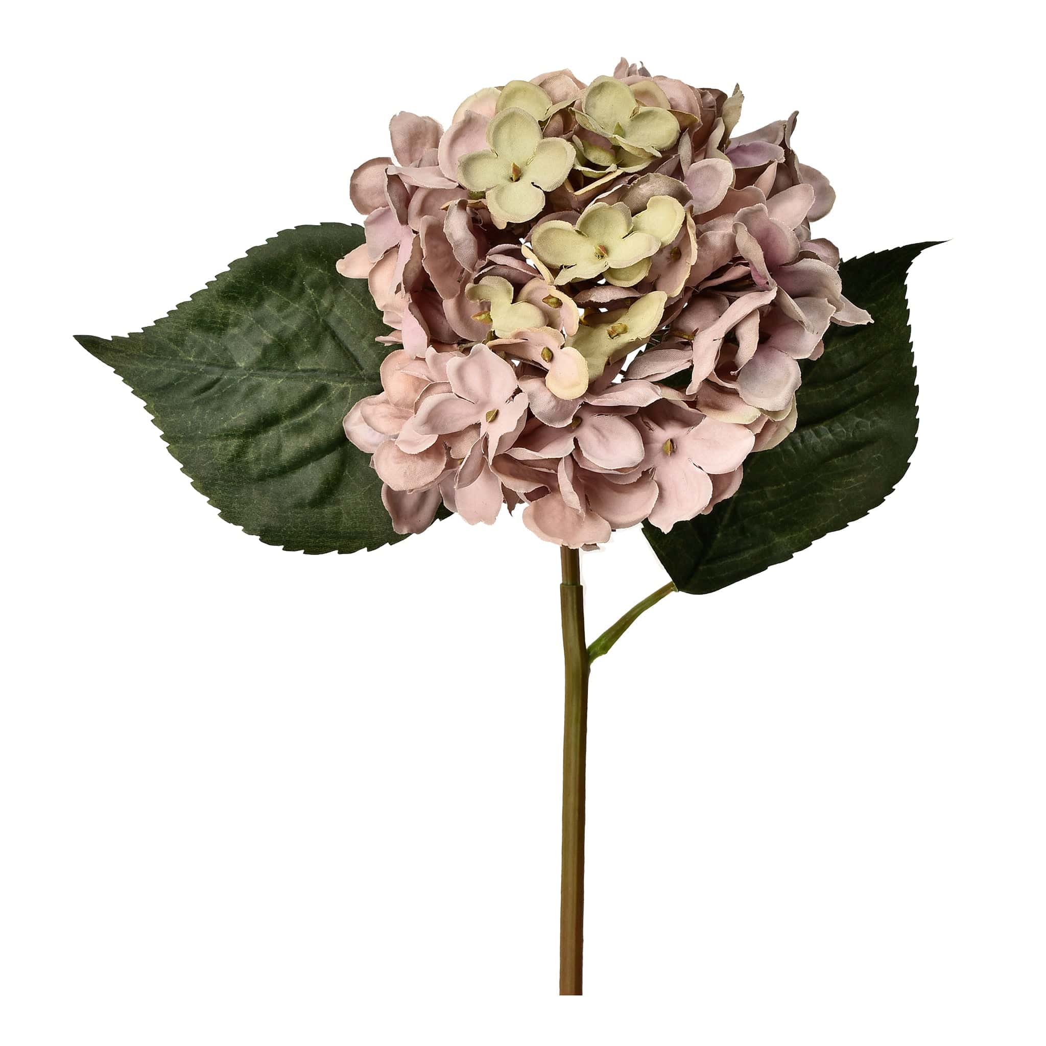 Hydrangea - Image 5