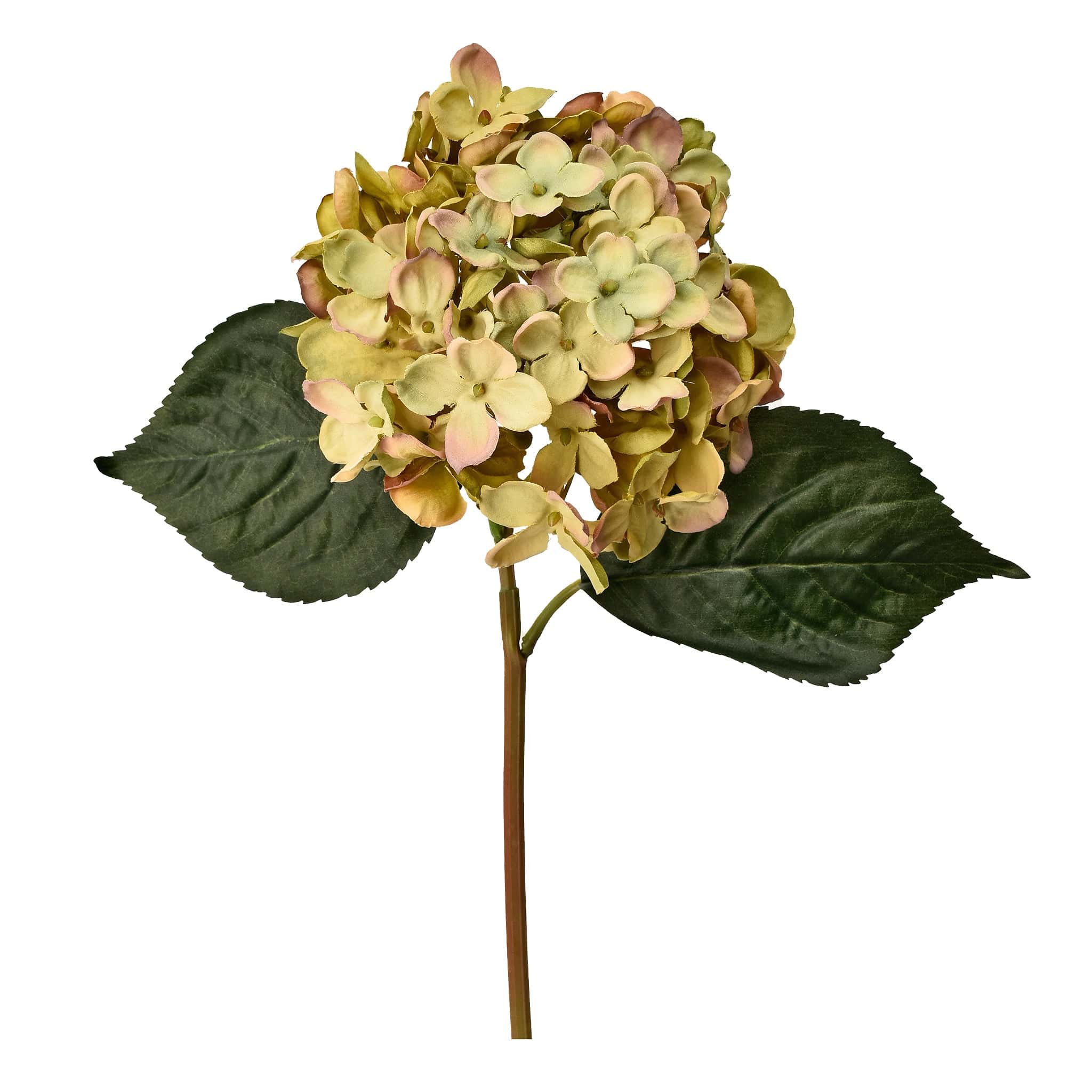 Hydrangea - Image 6