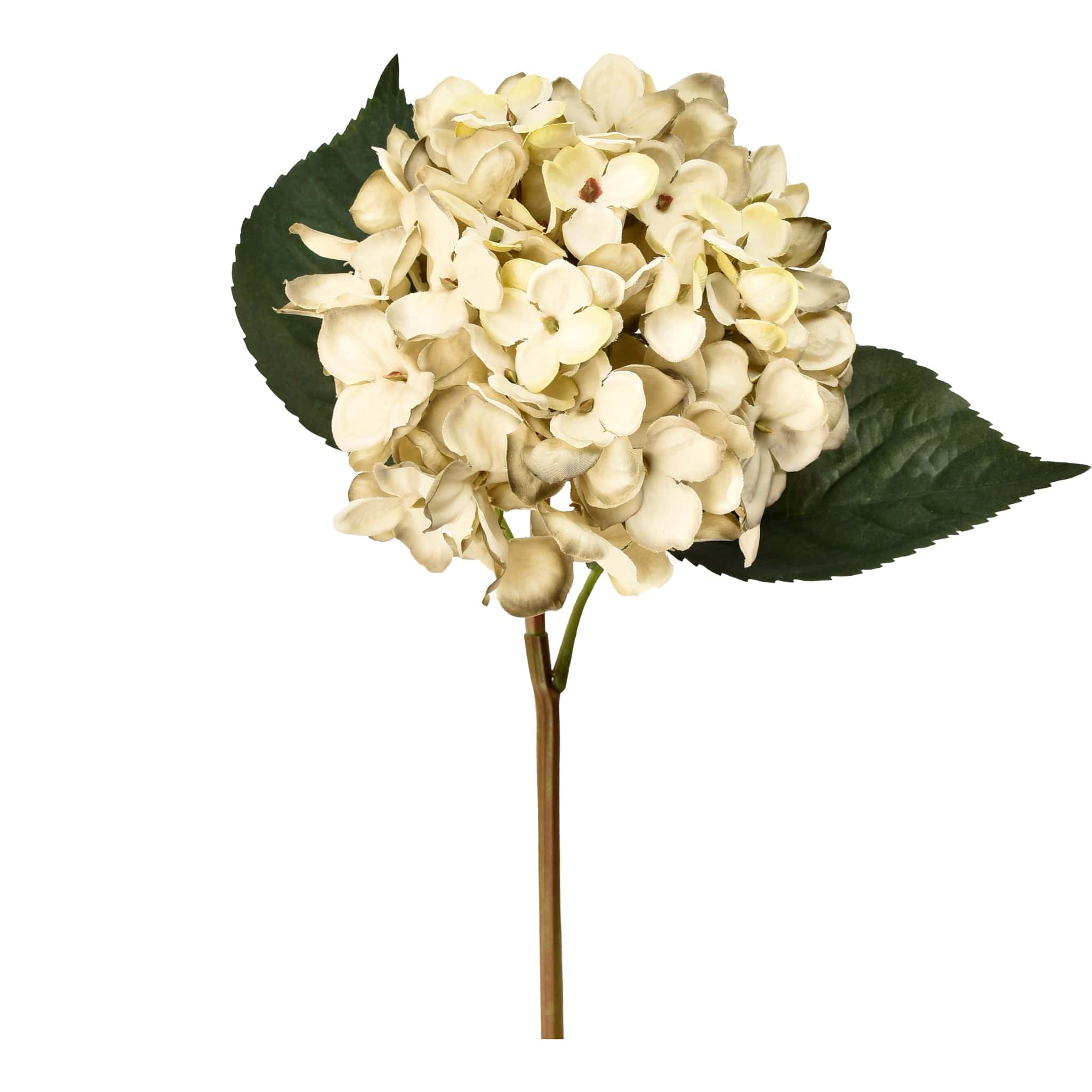 Hydrangea - Image 7