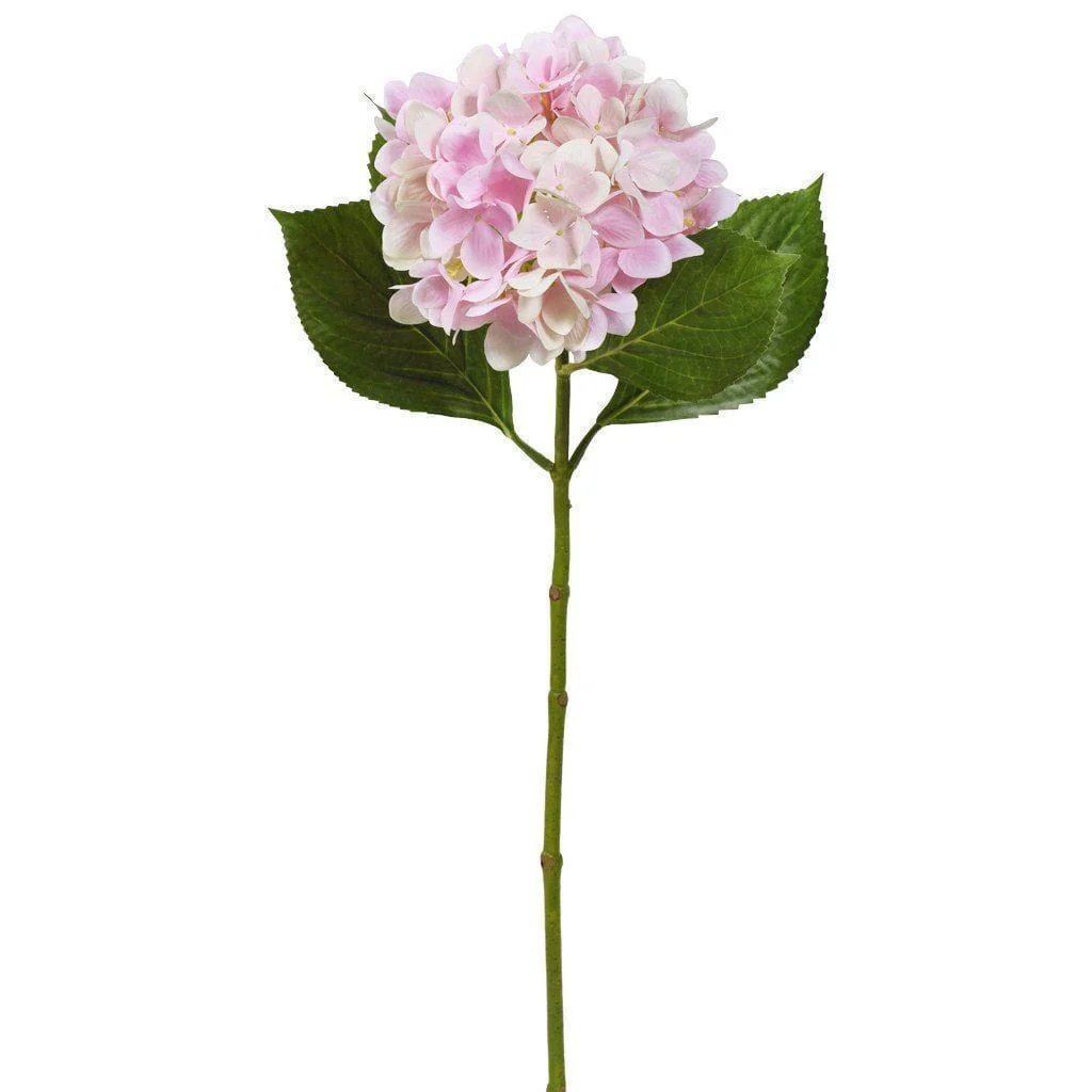 Hydrangea - Image 2