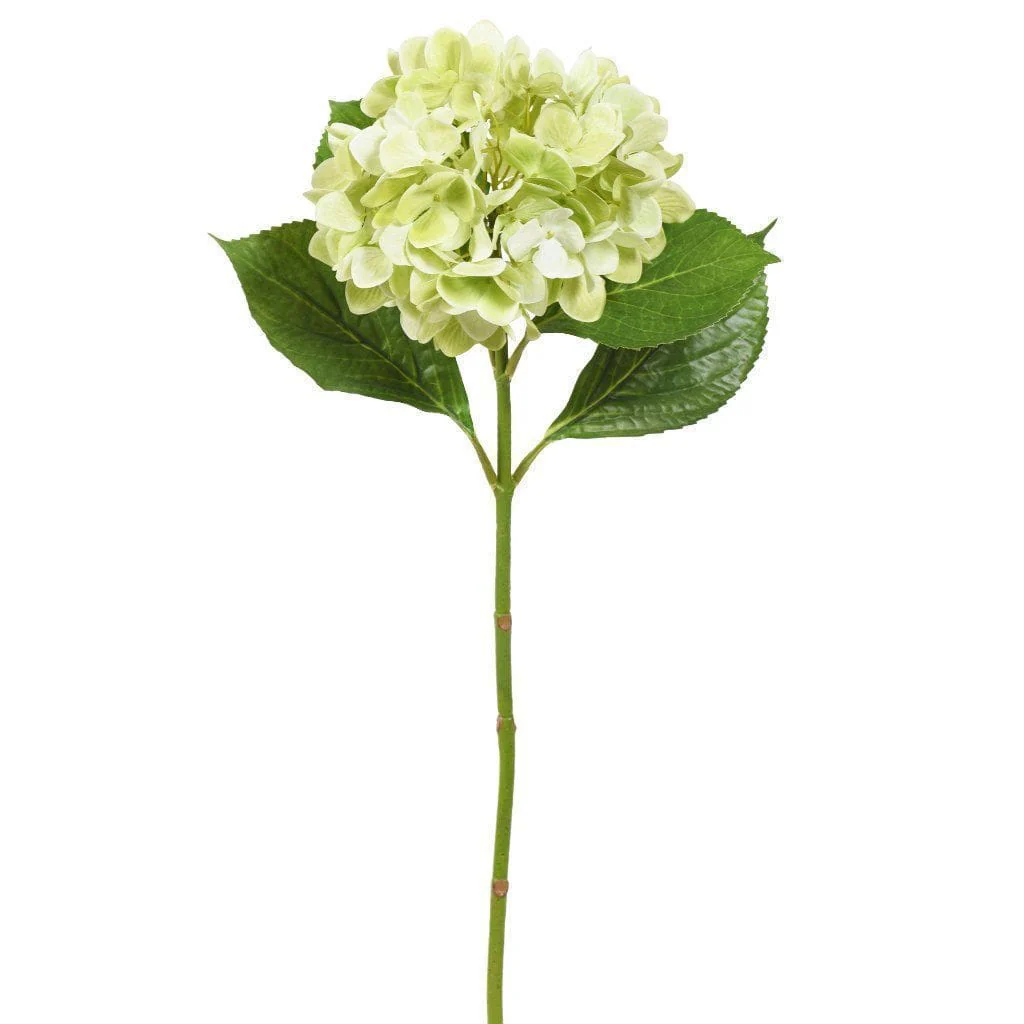 Hydrangea - Image 5