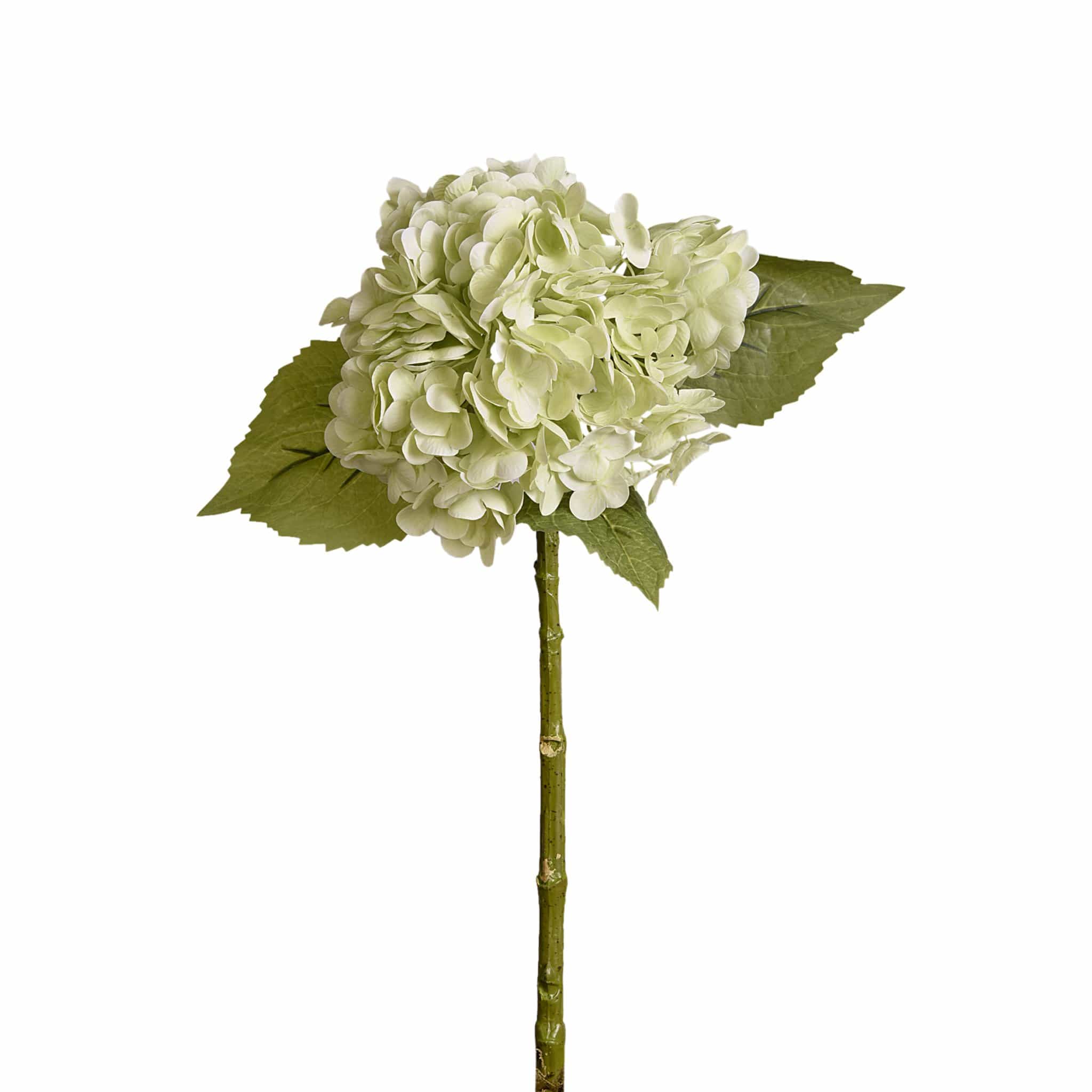 Hydrangea