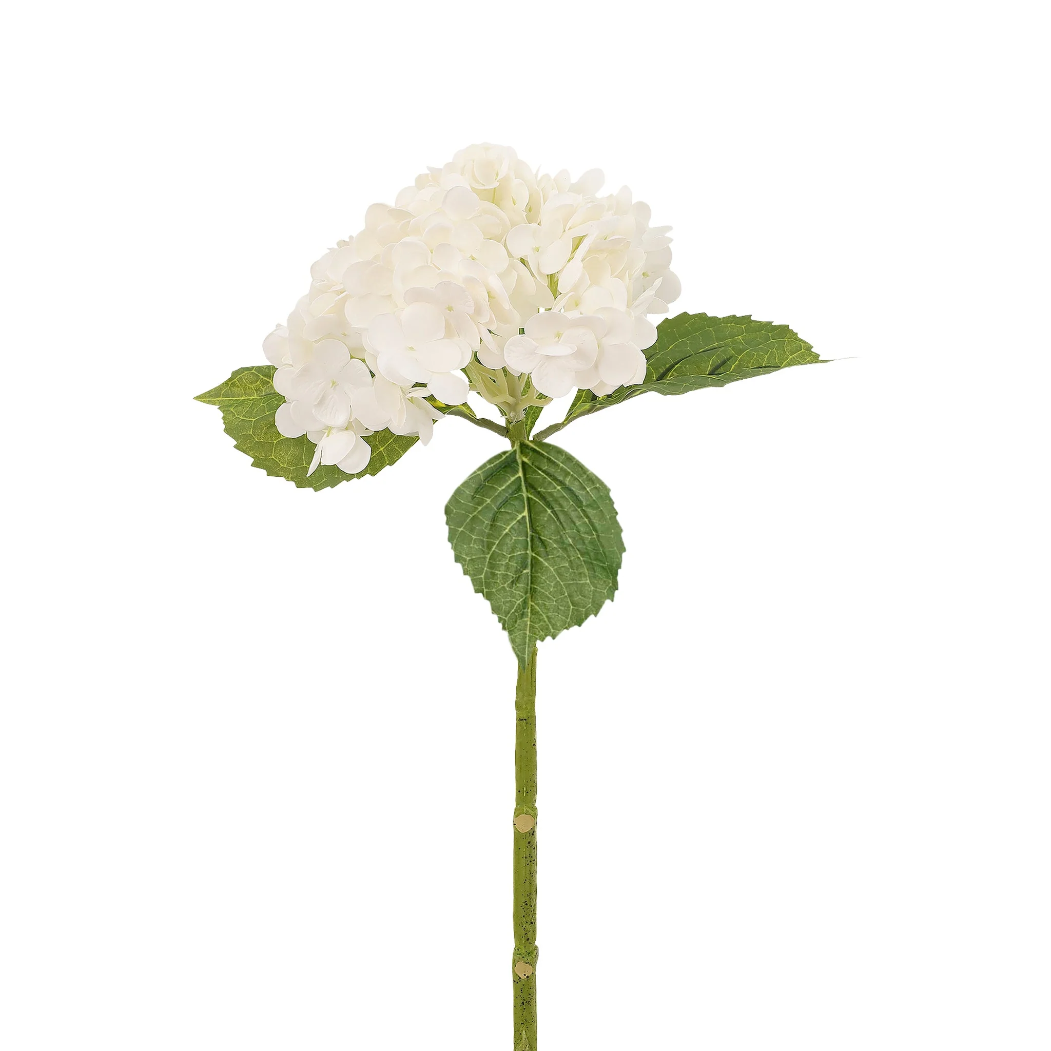 Hydrangea - Image 2