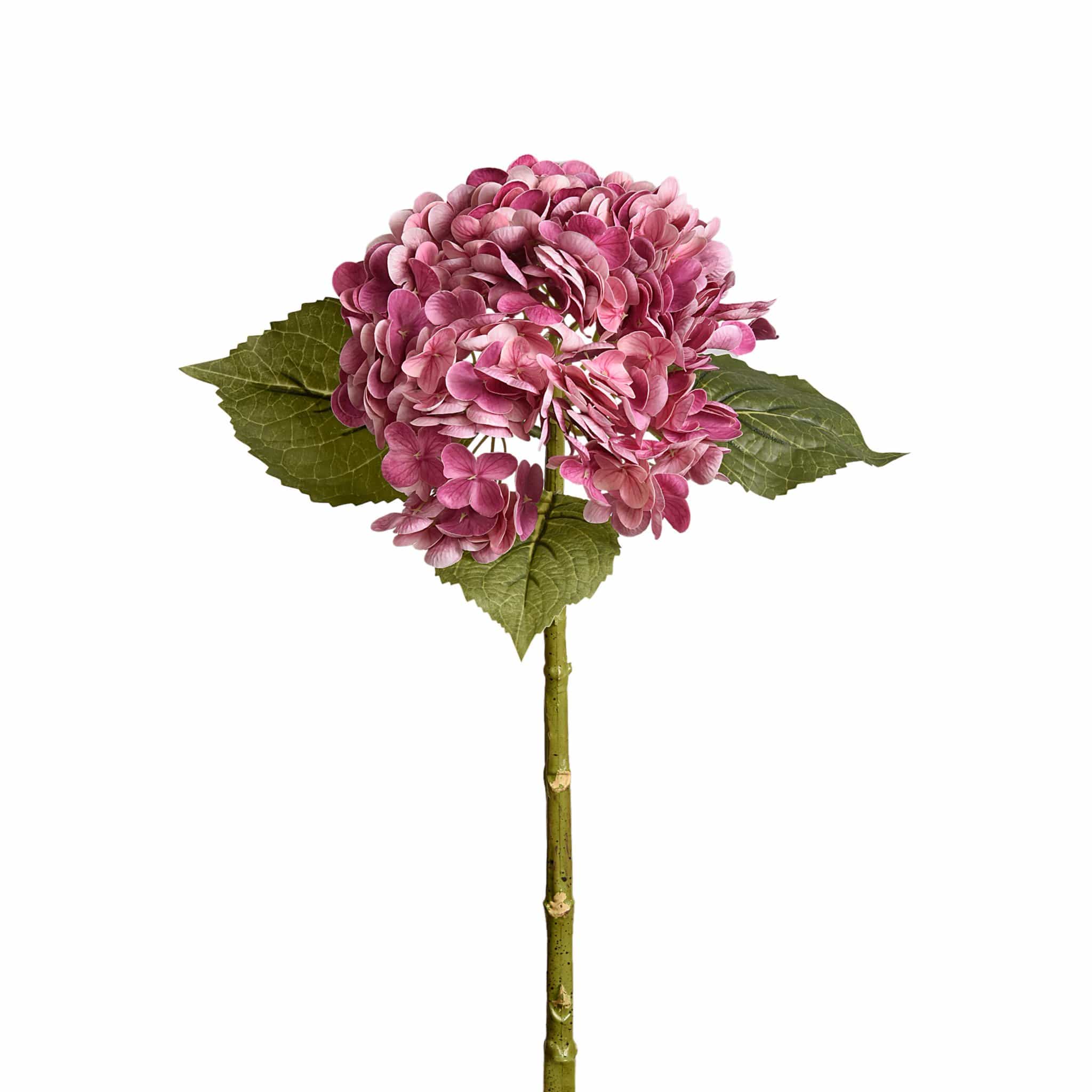 Hydrangea - Image 3