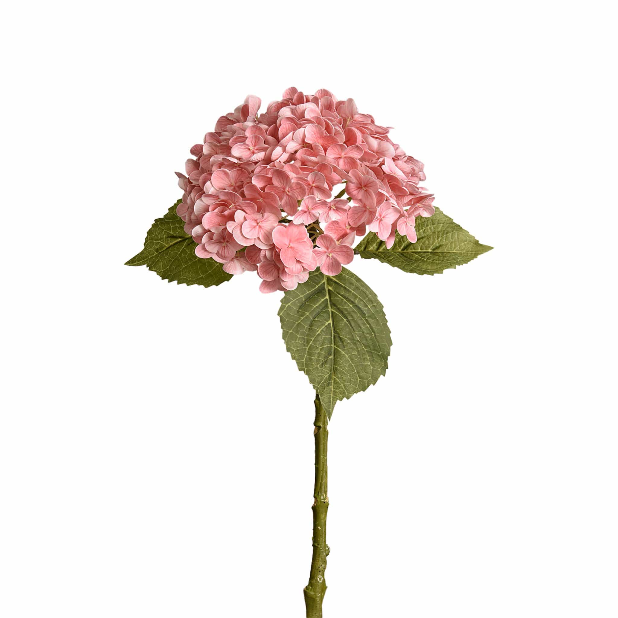 Hydrangea - Image 4