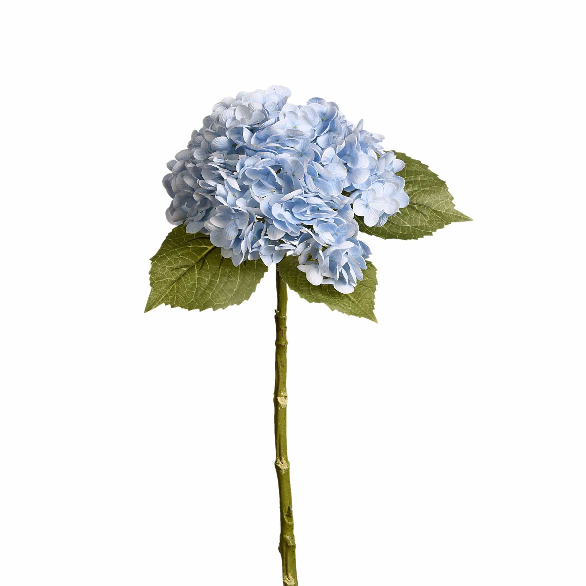 Hydrangea - Image 5