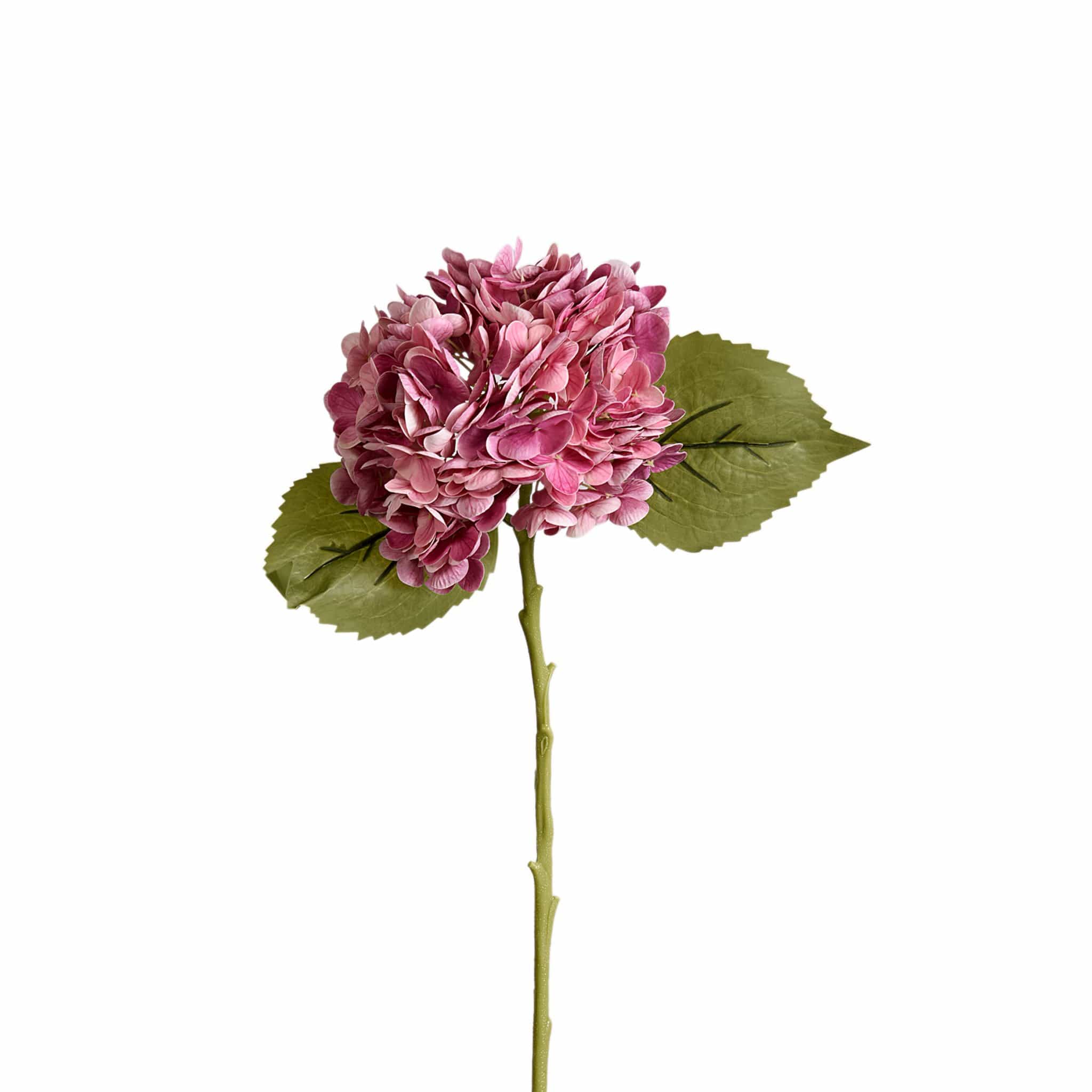 Hydrangea - Image 3