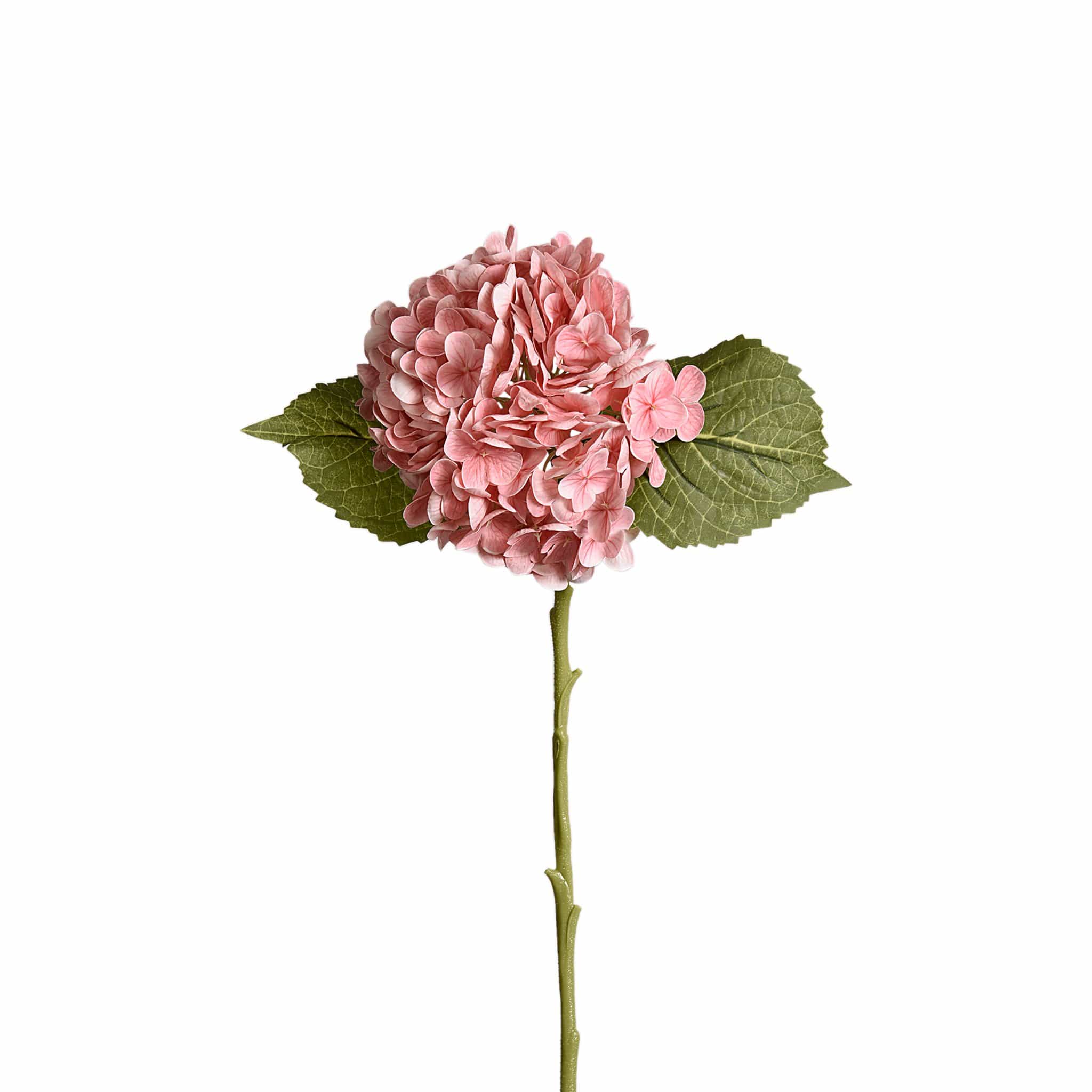 Hydrangea - Image 4