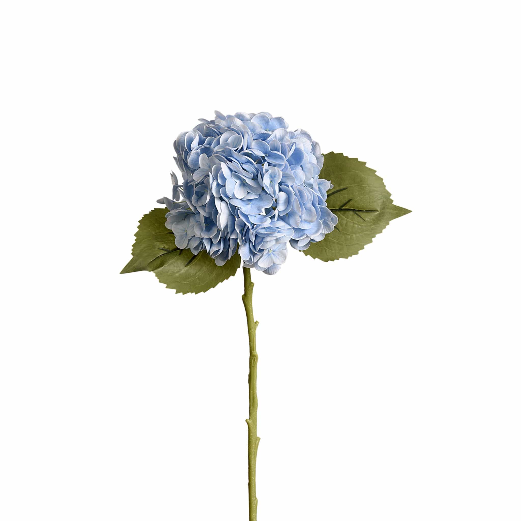 Hydrangea - Image 5