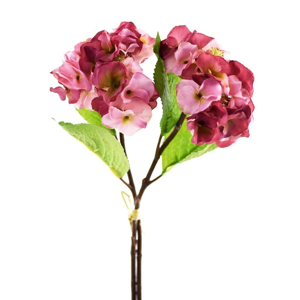 Hydrangea - Image 2