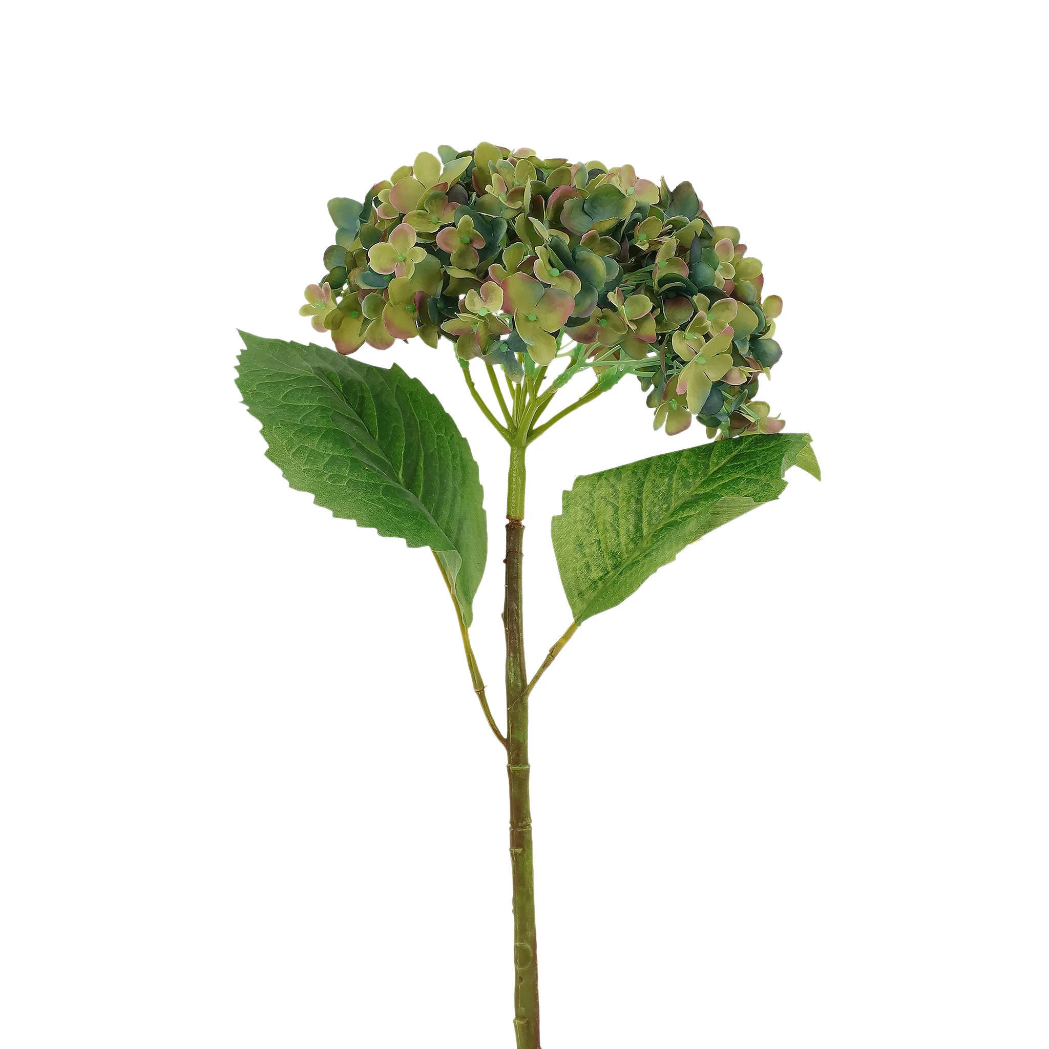 Hydrengea