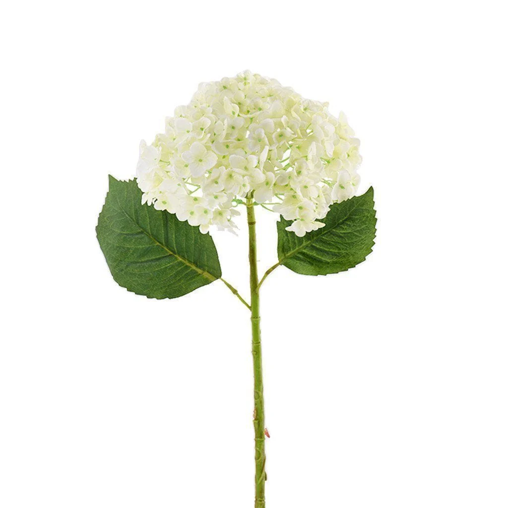 Hydrangea
