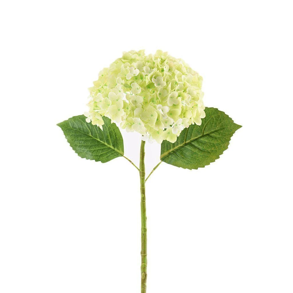 Hydrangea - Image 7