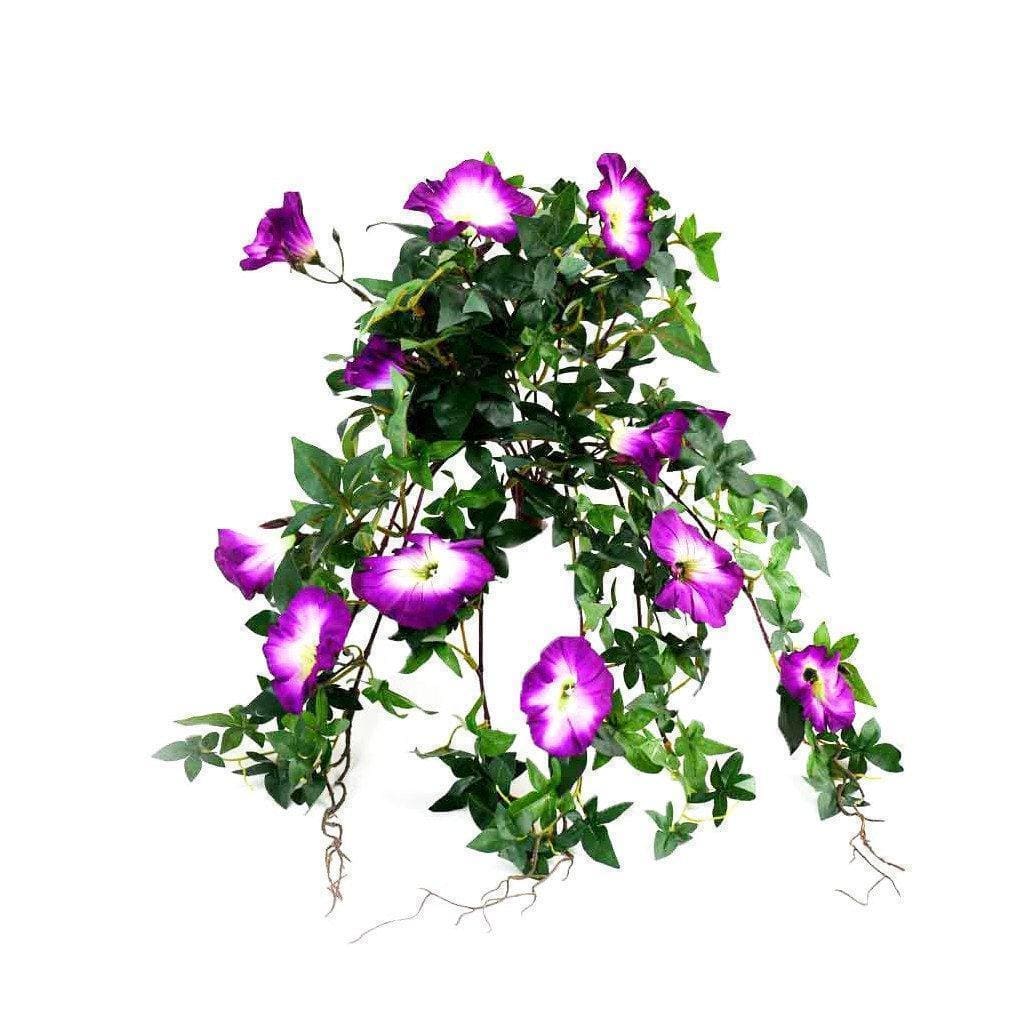 Ipomea - Image 2
