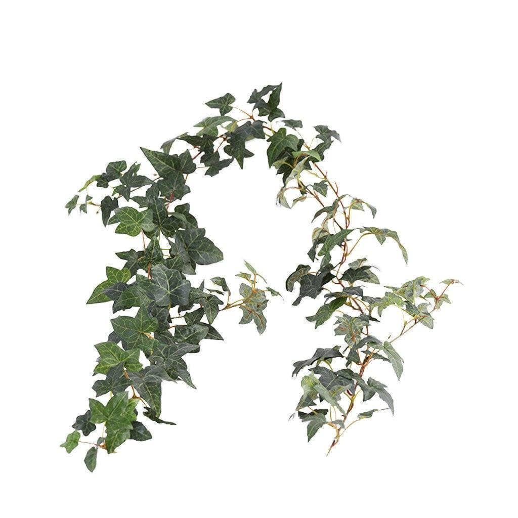 Ivy