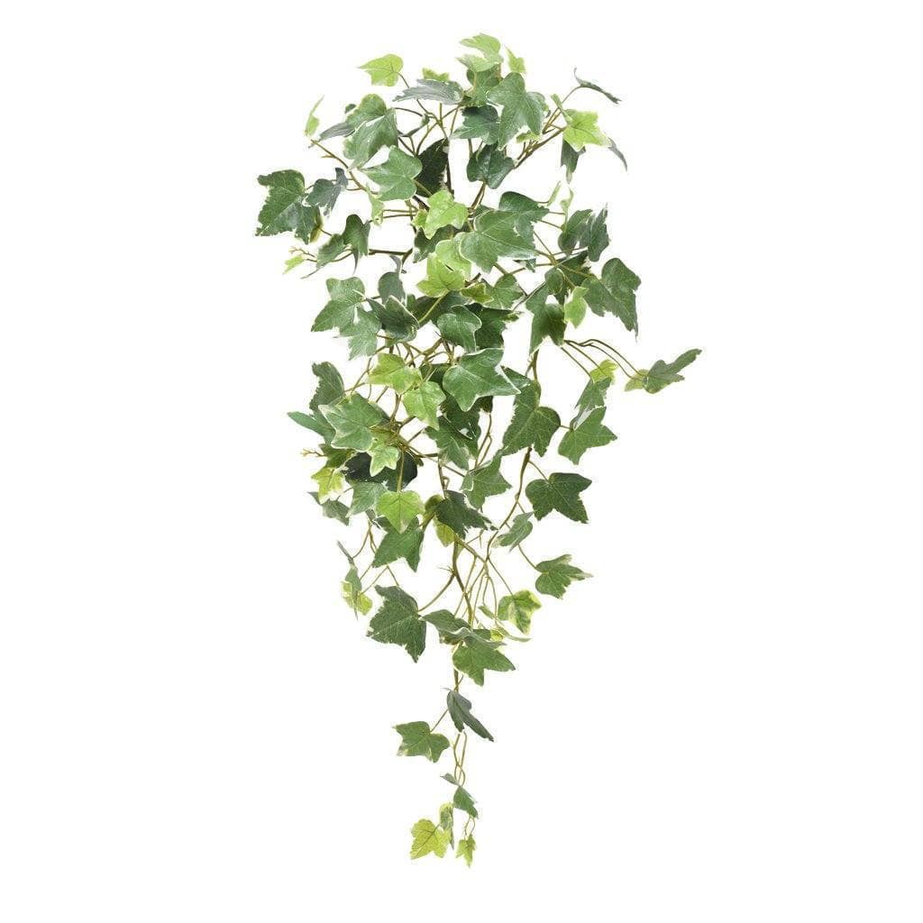 Ivy