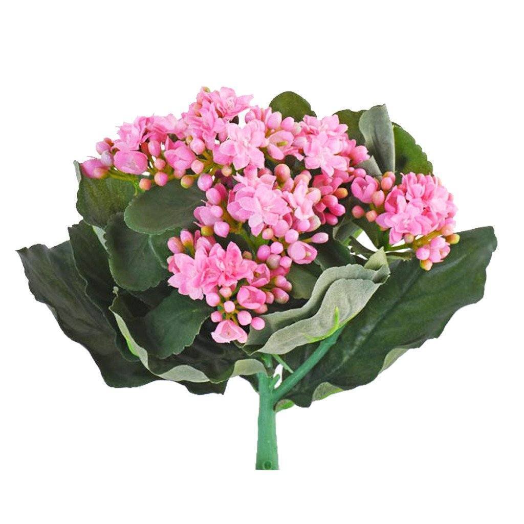 Kalanchoe - Image 2