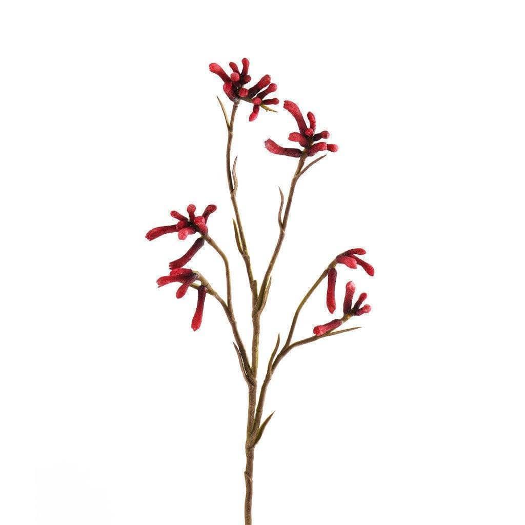 Kangaroo Paw - Image 2