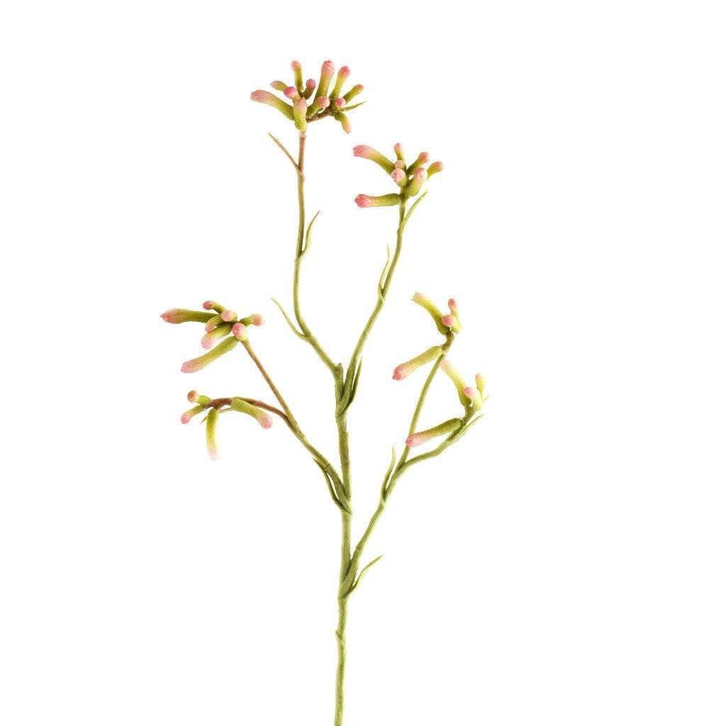 Kangaroo Paw - Image 3