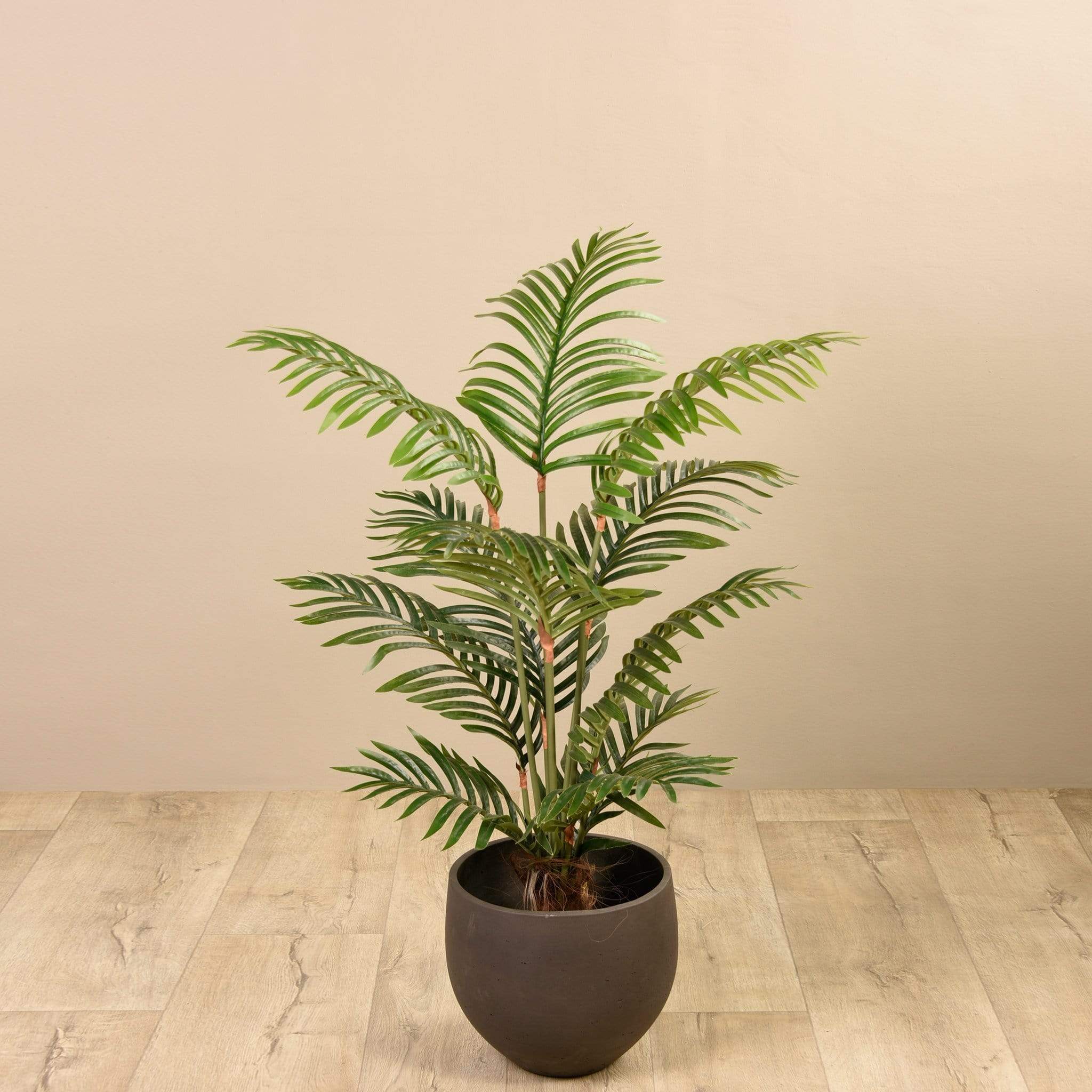 Kentia Palm 120cm - Image 3