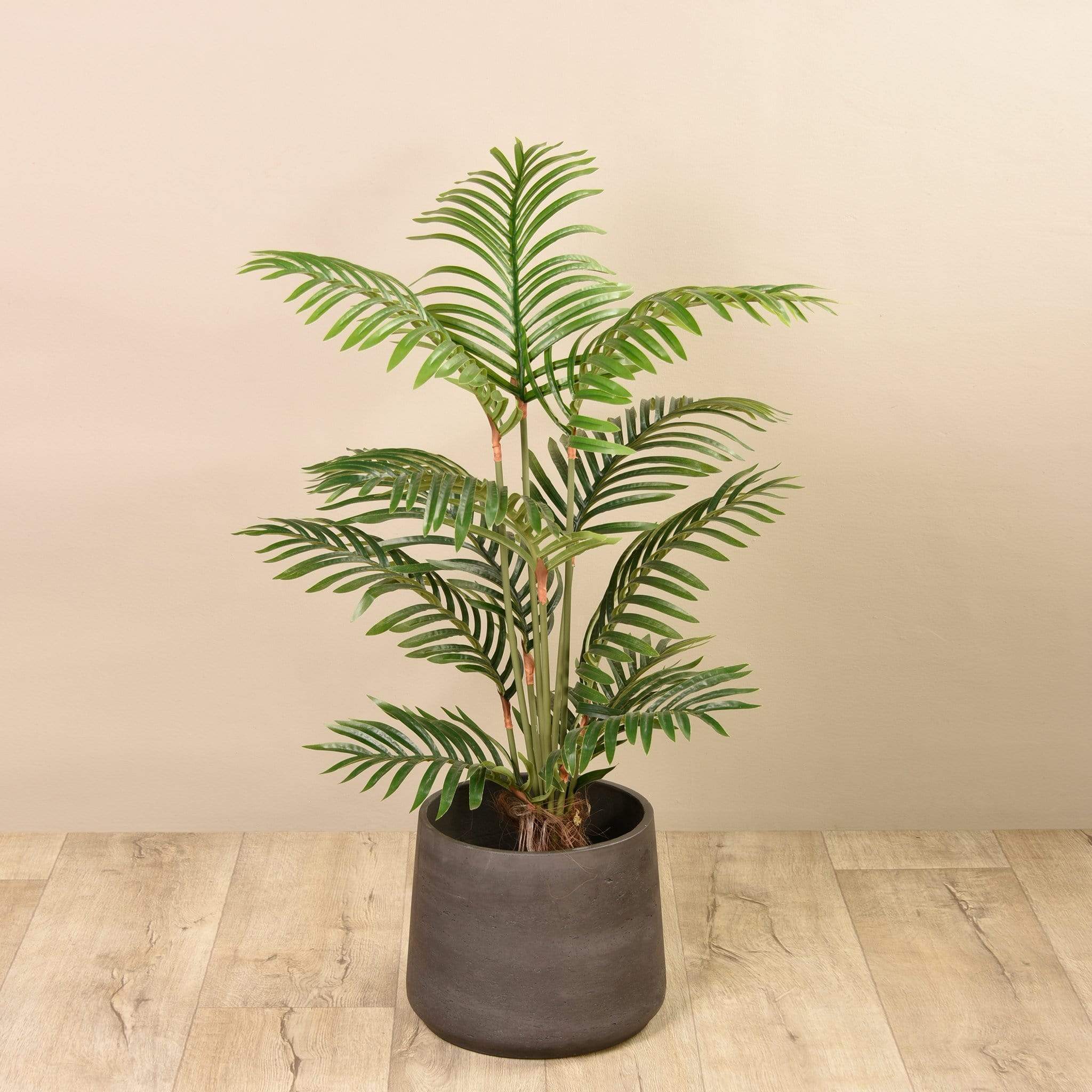 Kentia Palm 120cm - Image 4