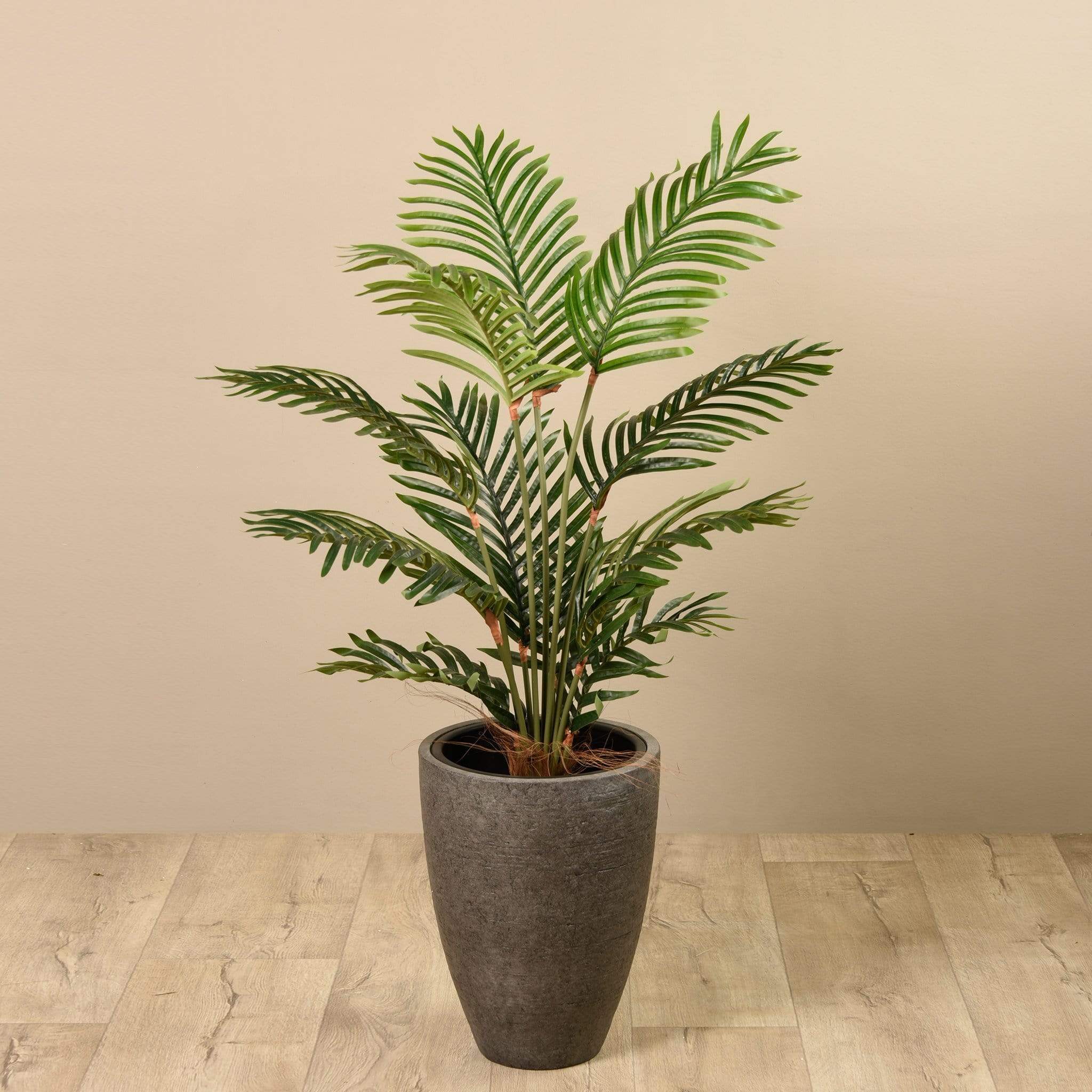Kentia Palm 120cm - Image 5