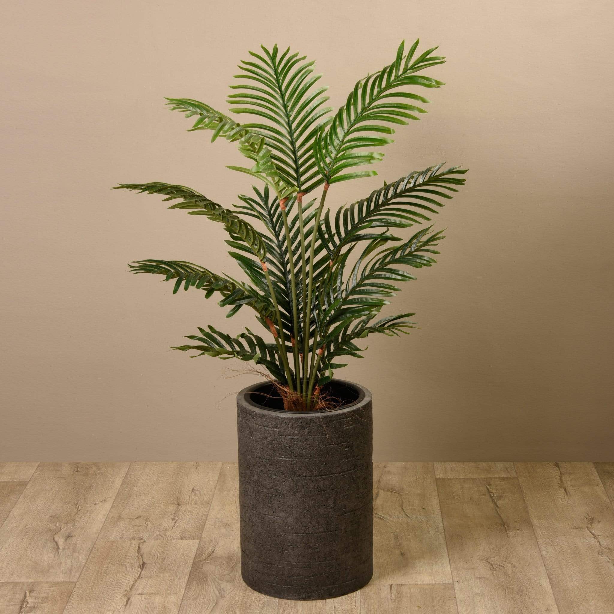 Kentia Palm 120cm - Image 7