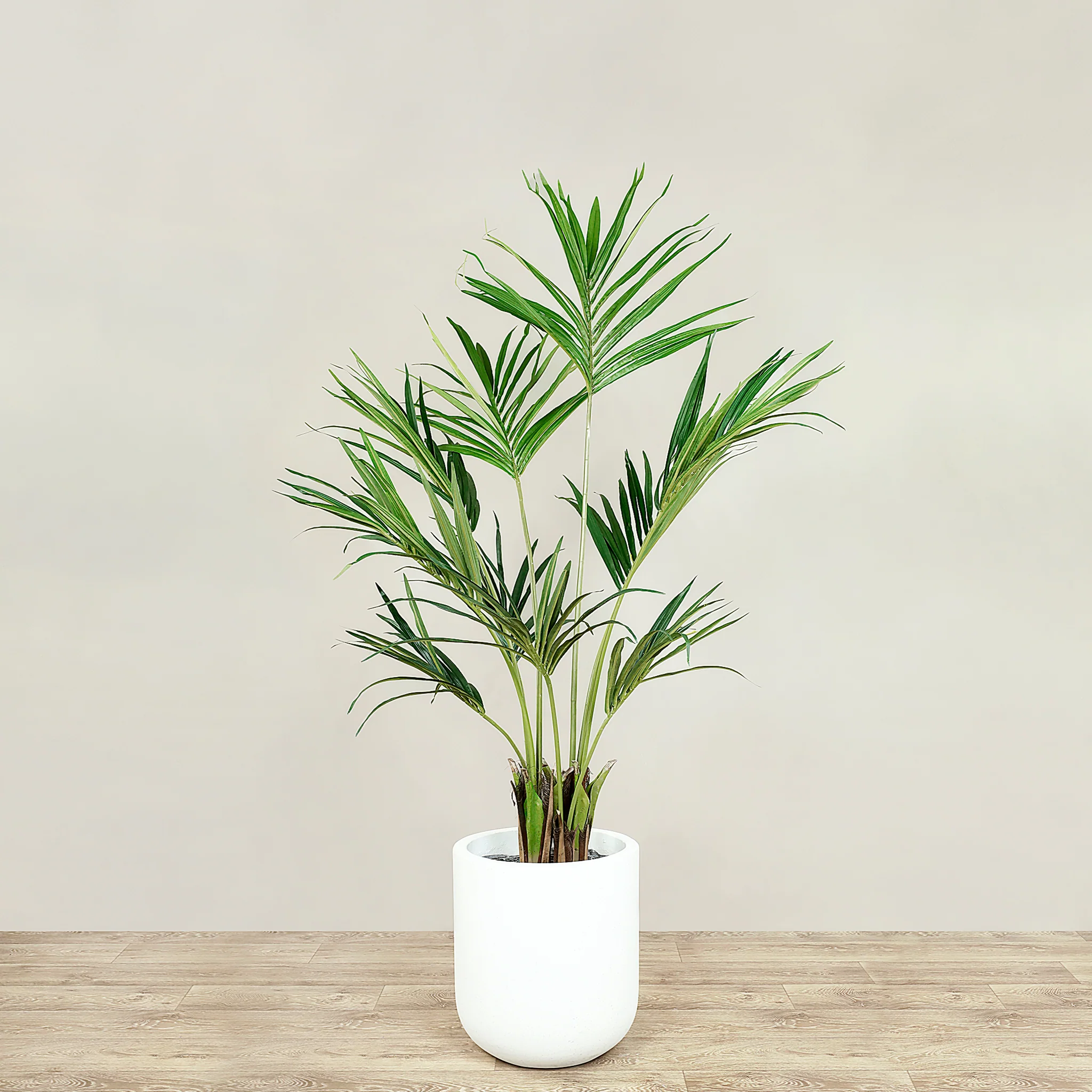 Kentia Palm 150cm