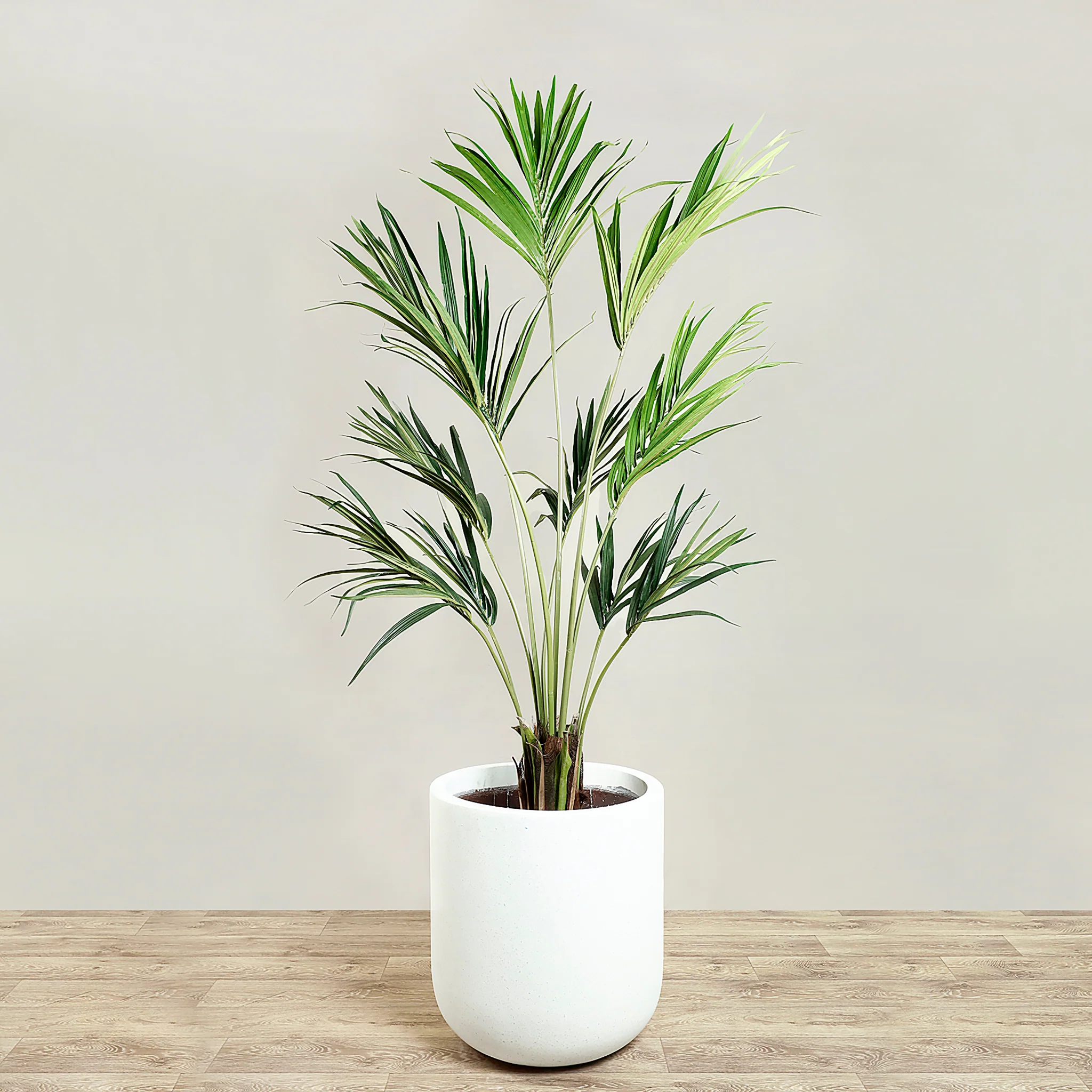 Kentia Palm 180cm