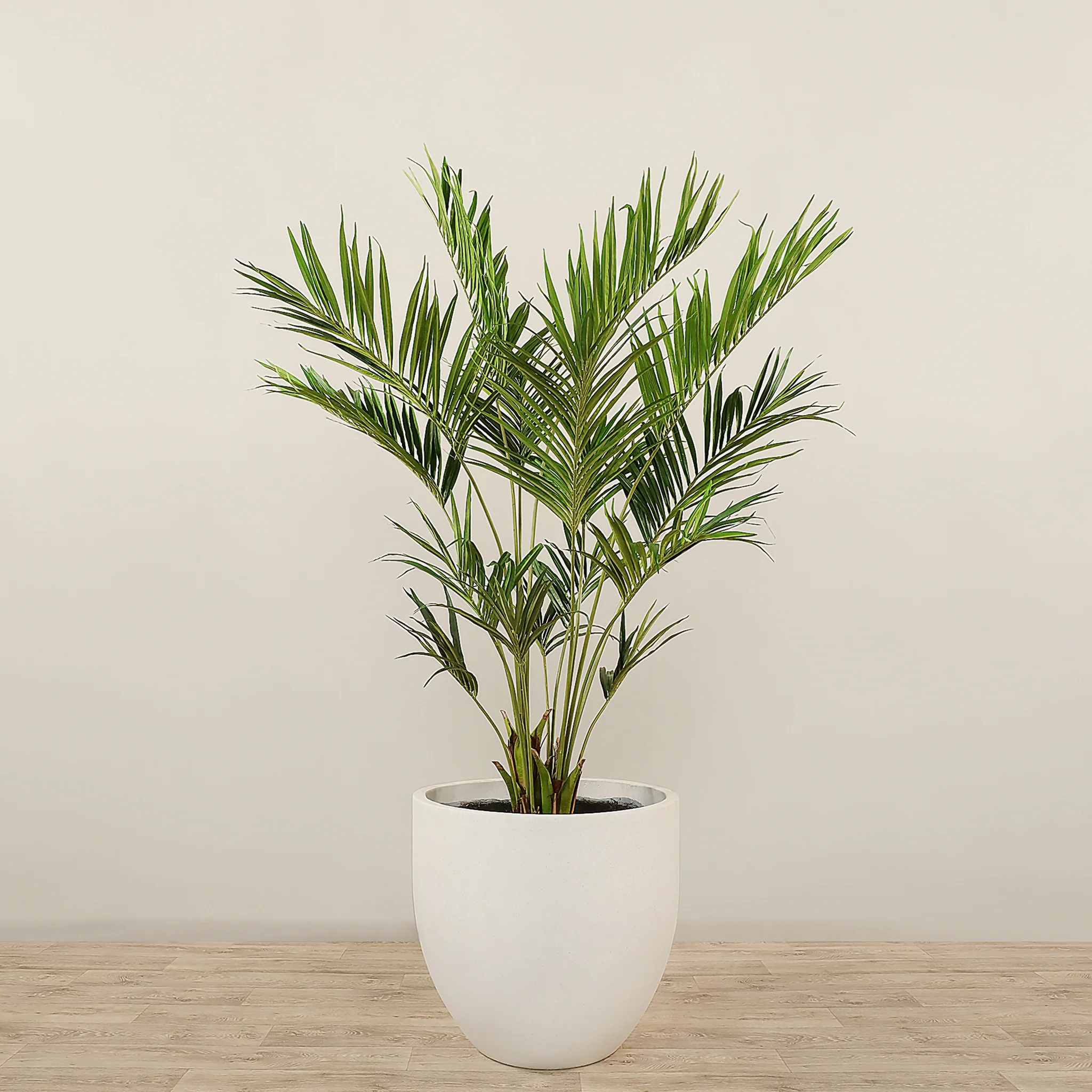 Kentia Palm 240cm