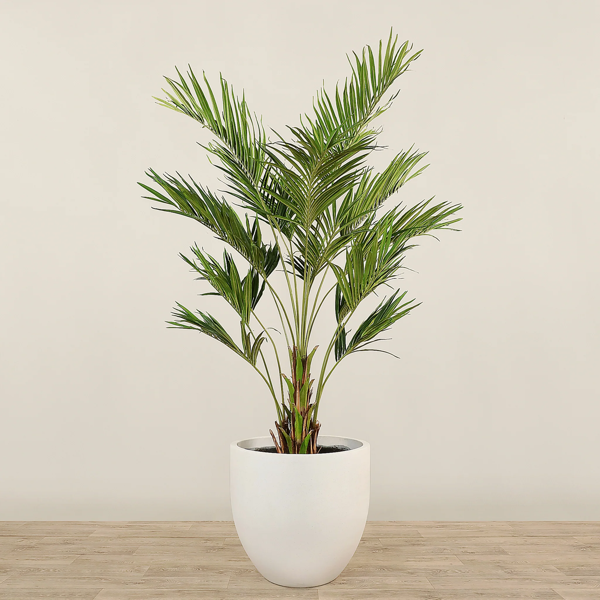 Kentia Palm 270cm
