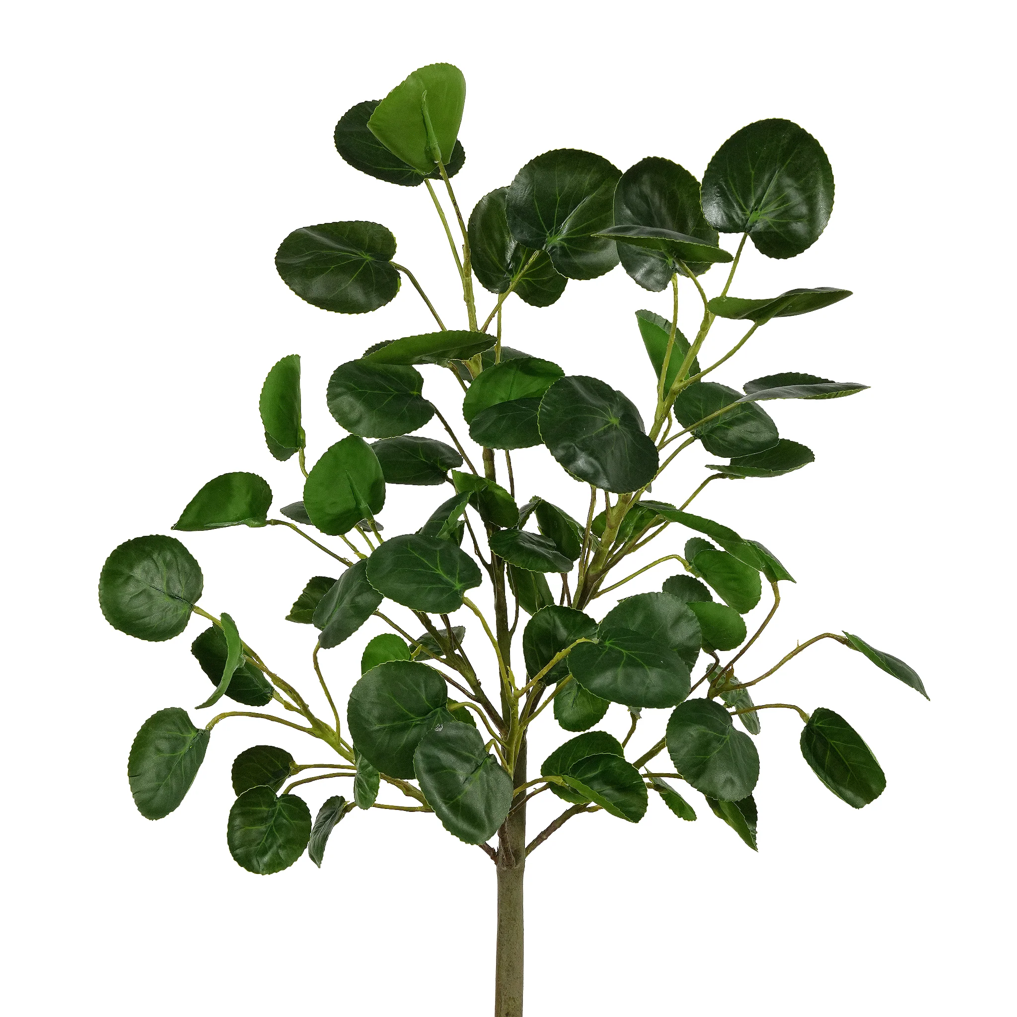 Large Money Plant Stem