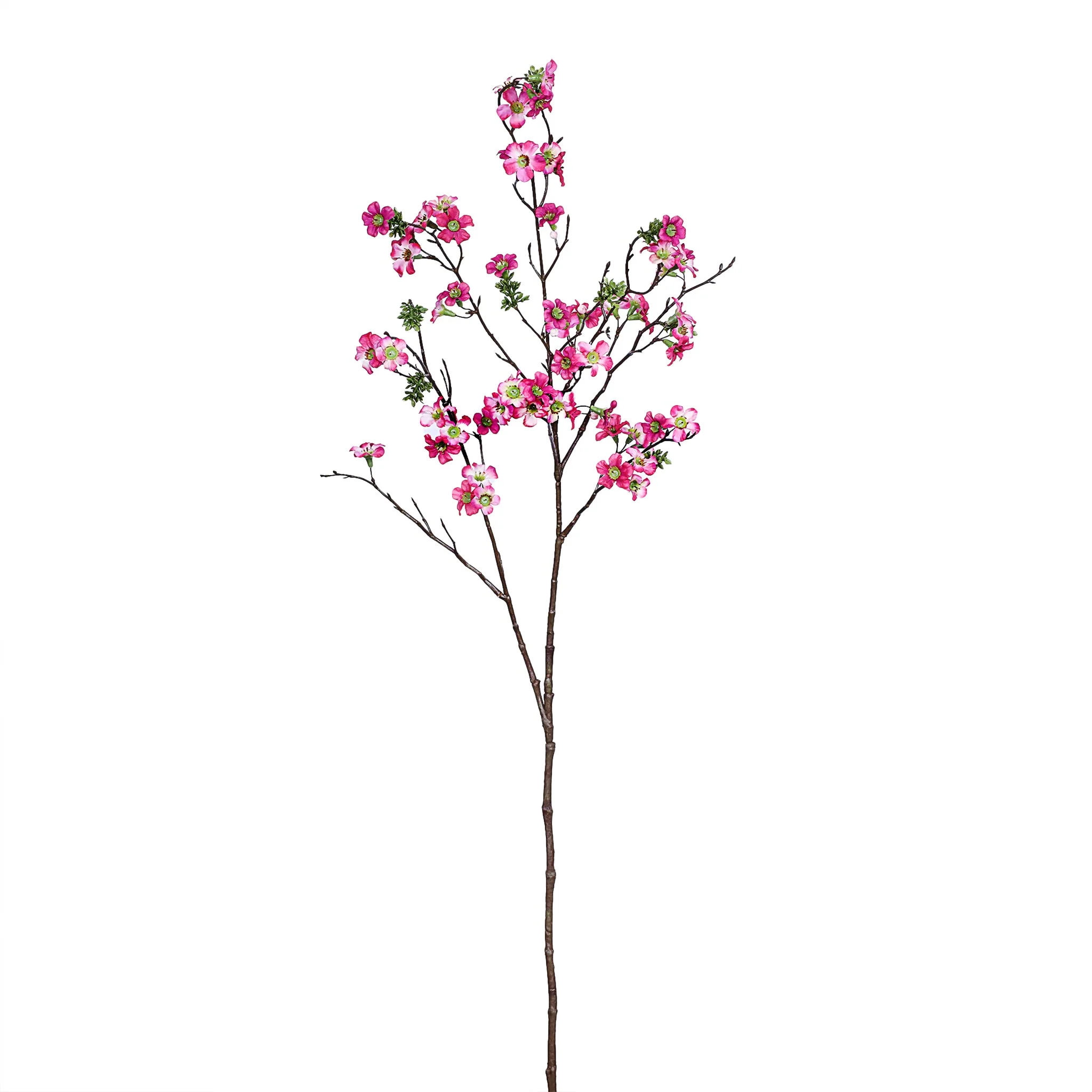 Leptospermum Spray - Image 2