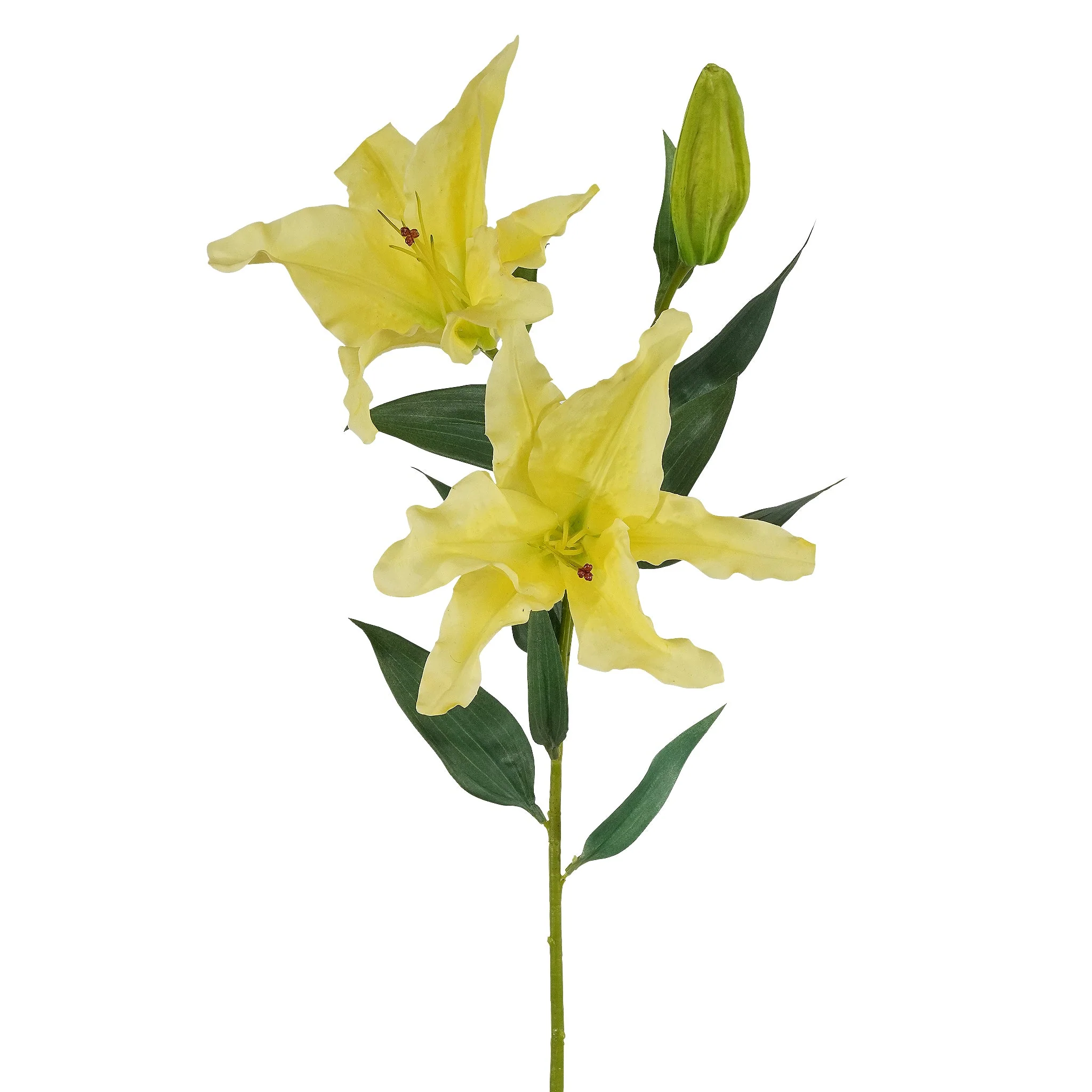 Lily - Image 2