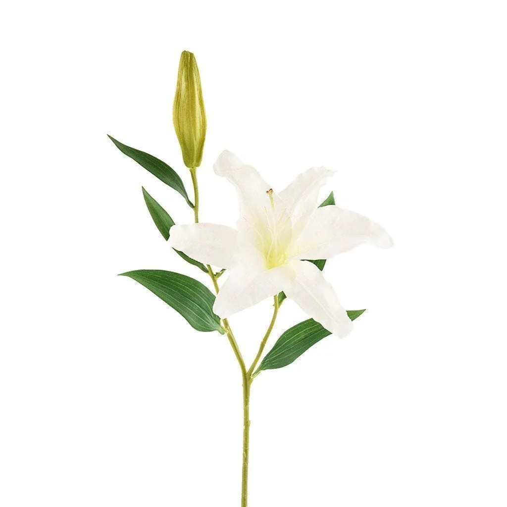 Lily