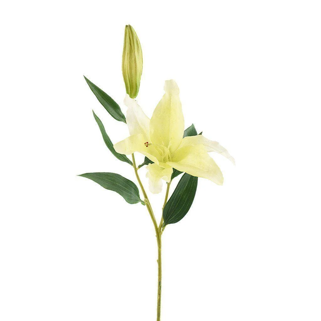 Lily - Image 2