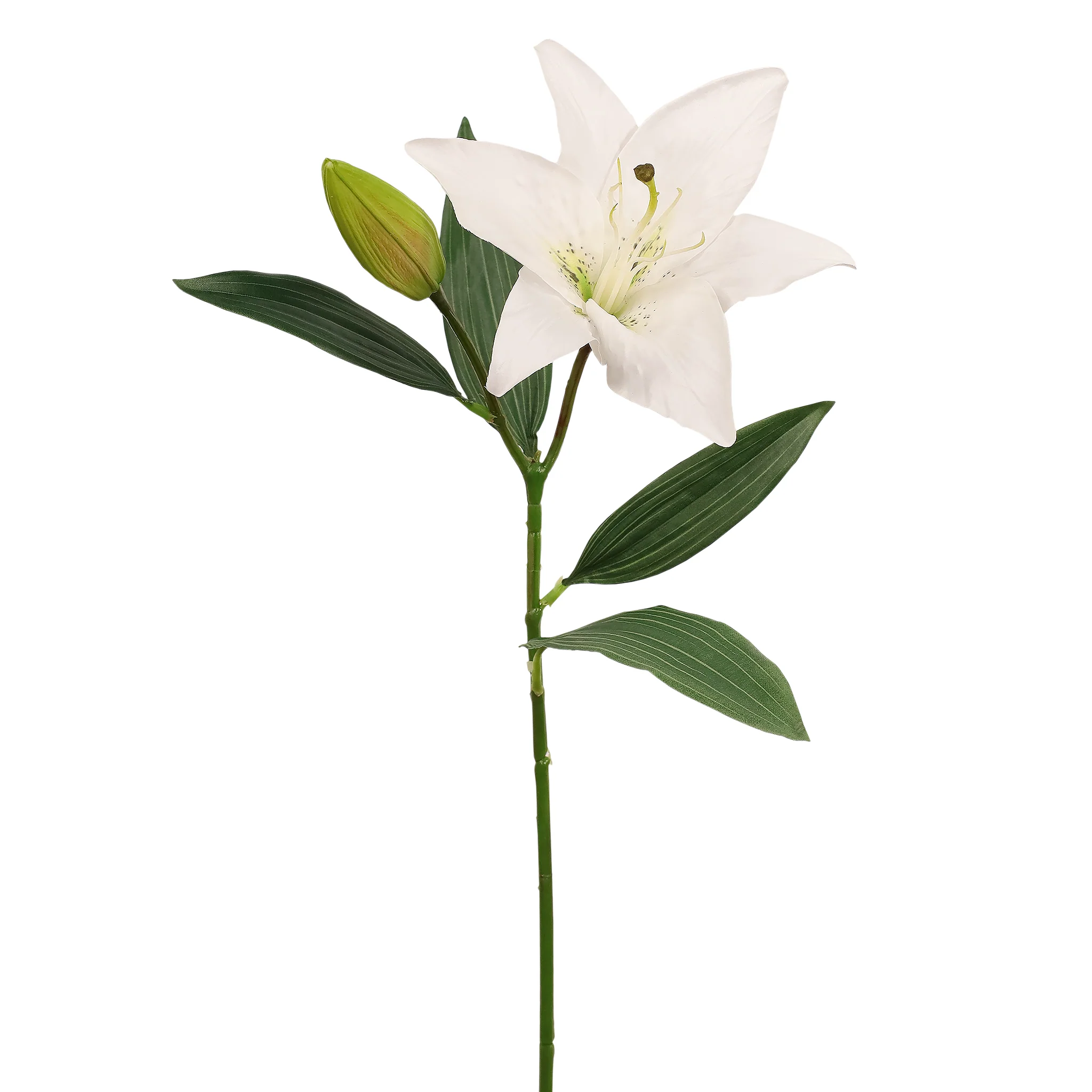 Lily