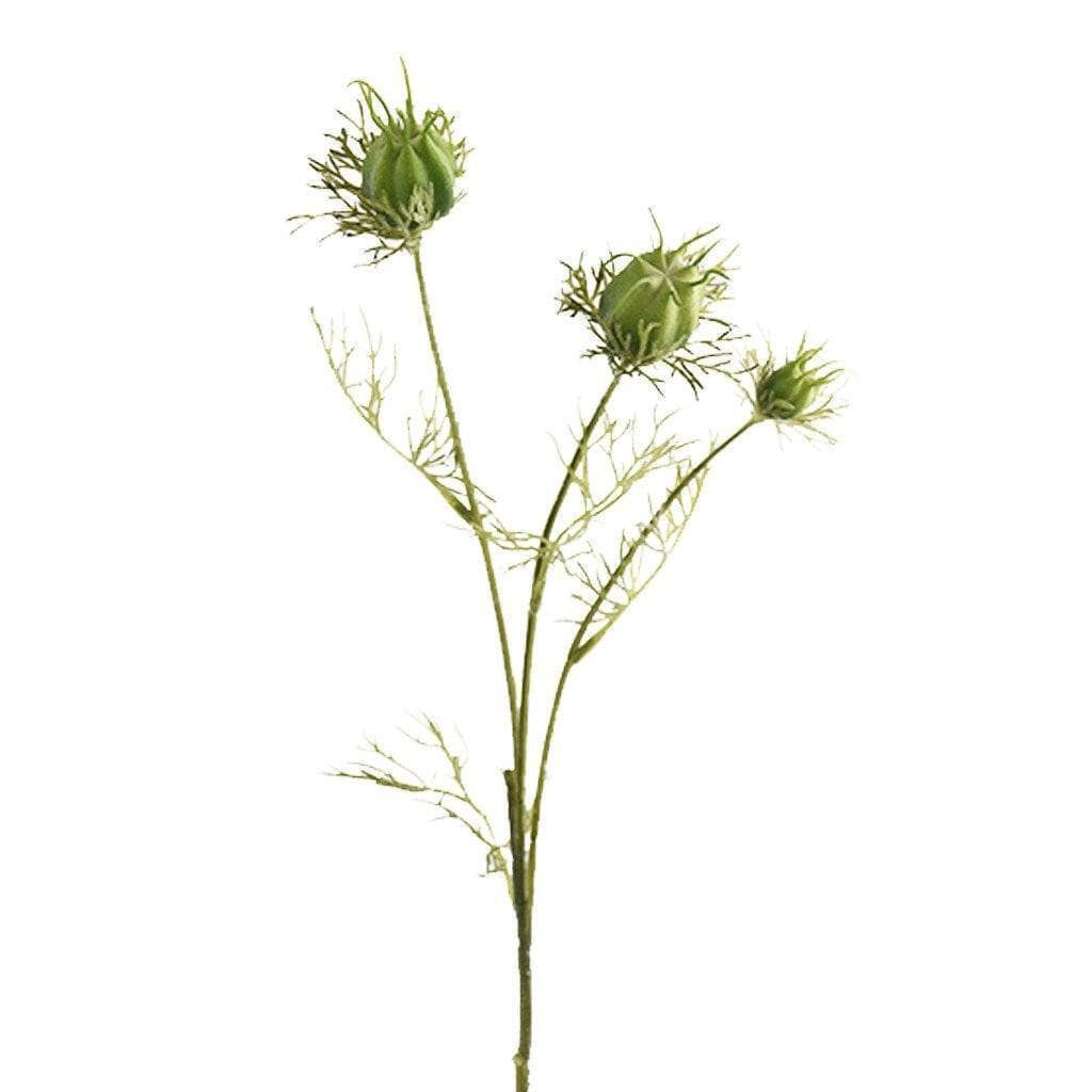 Love in a Mist
