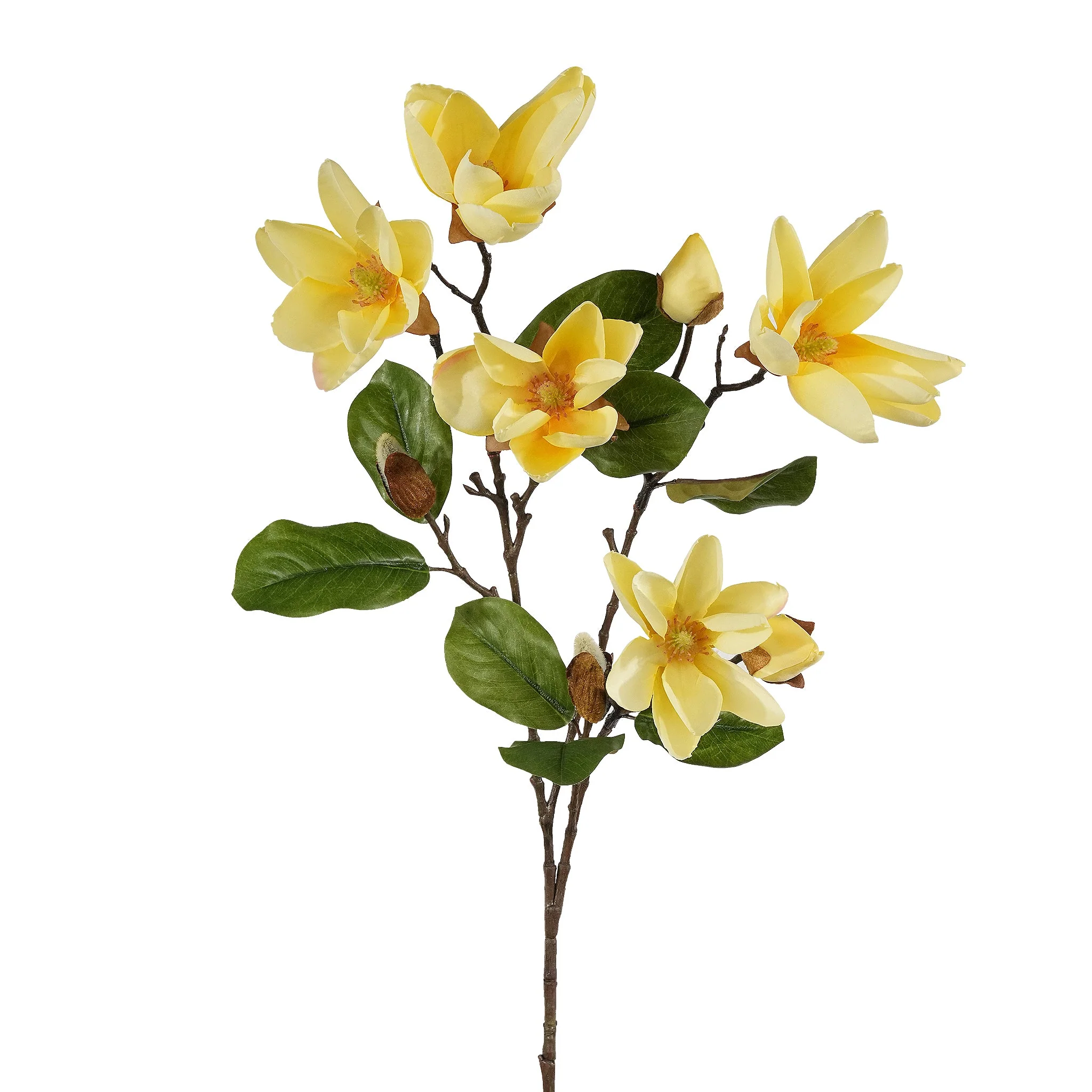Magnolia - Image 4