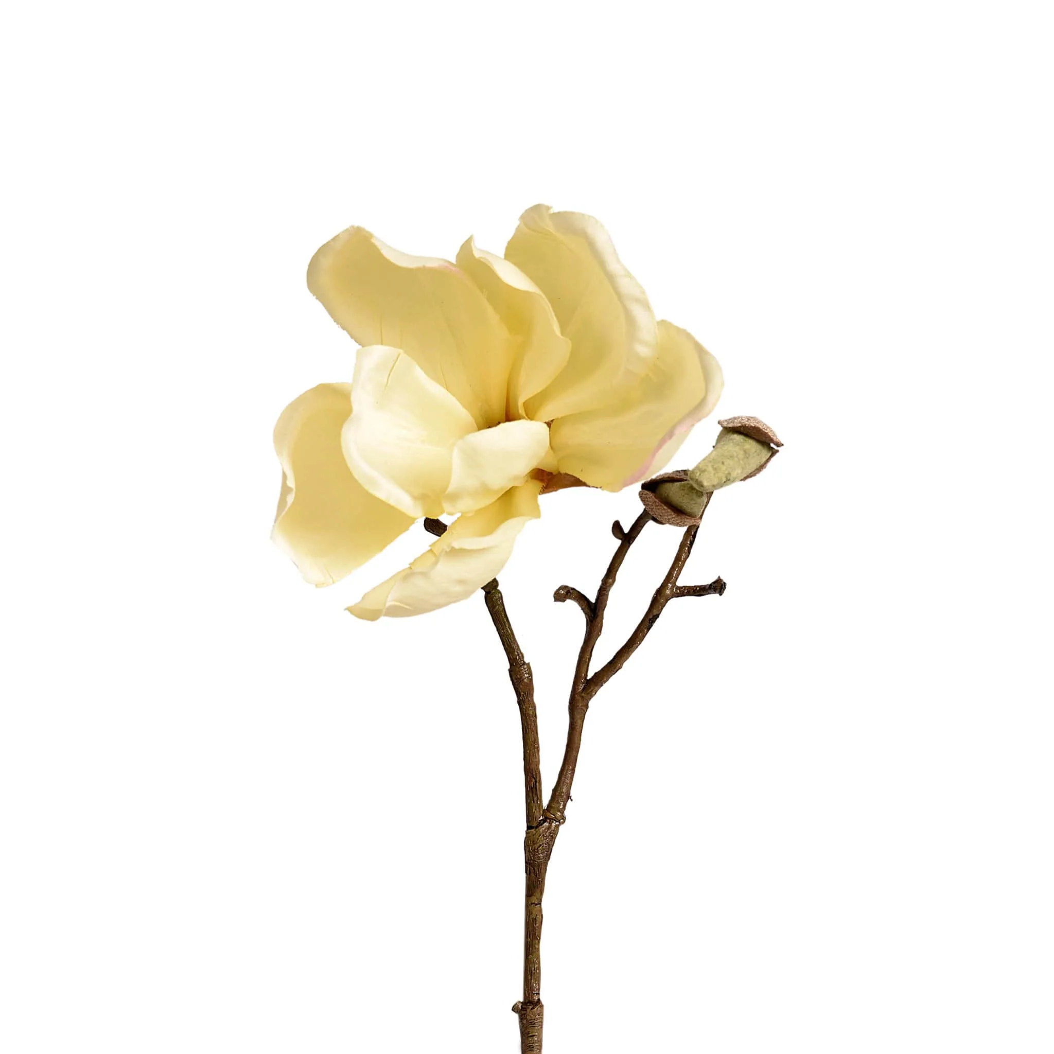 Magnolia - Image 7