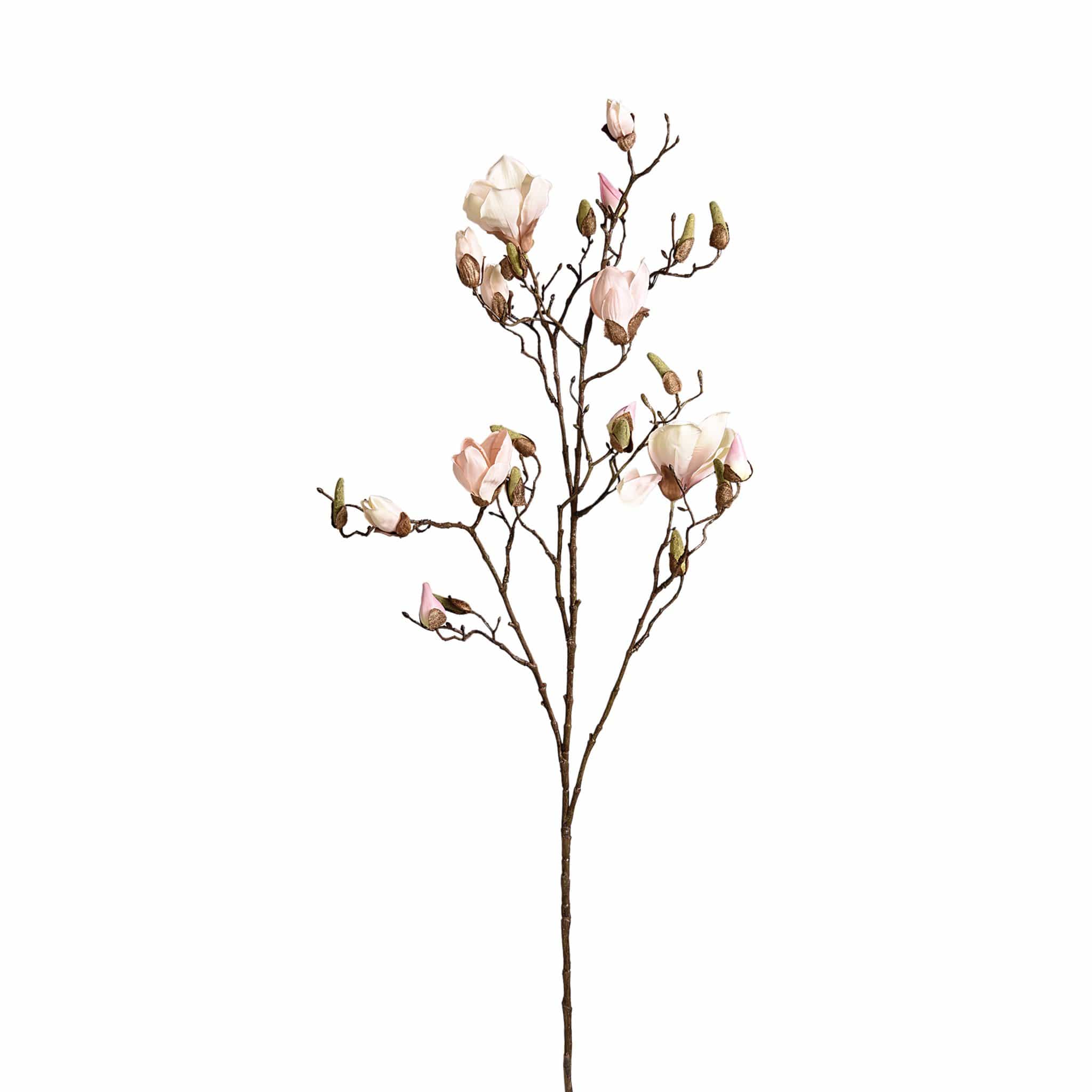 Magnolia - Image 2