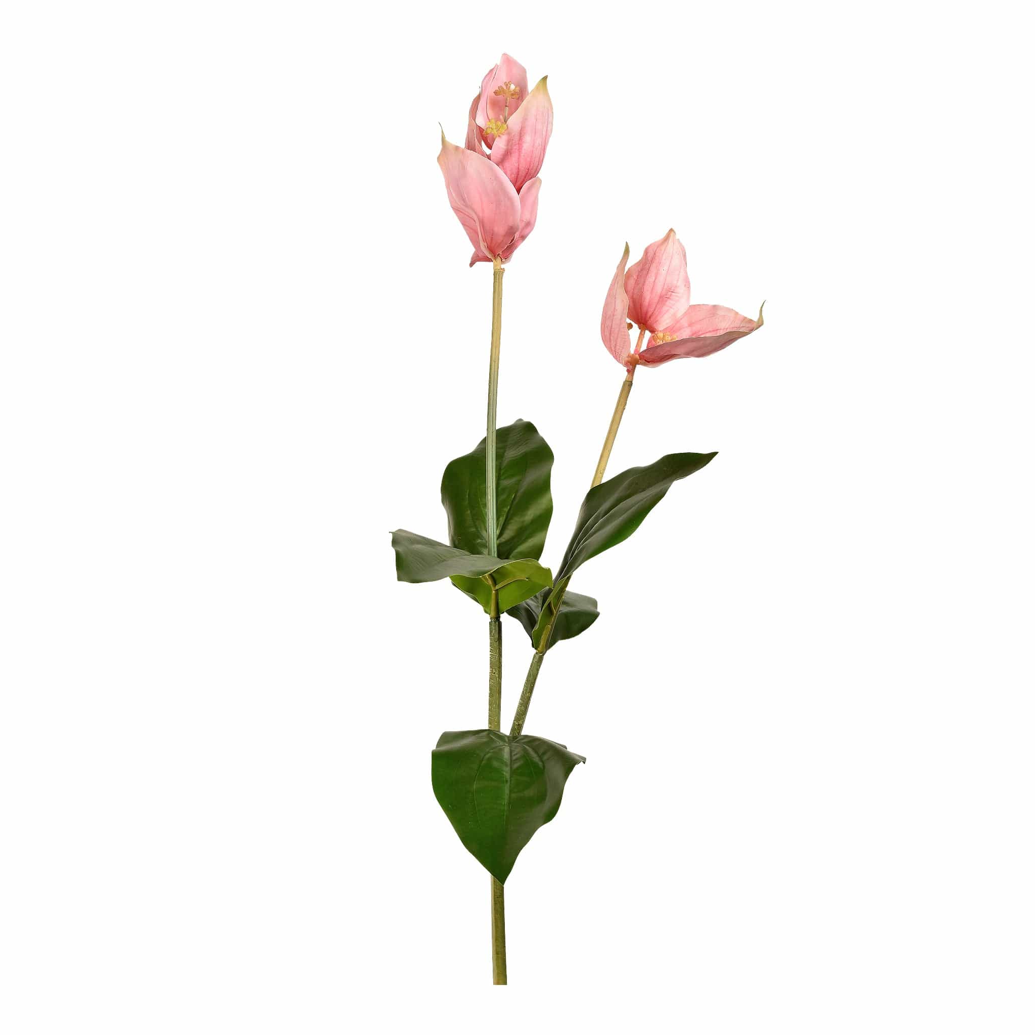 Medenilla